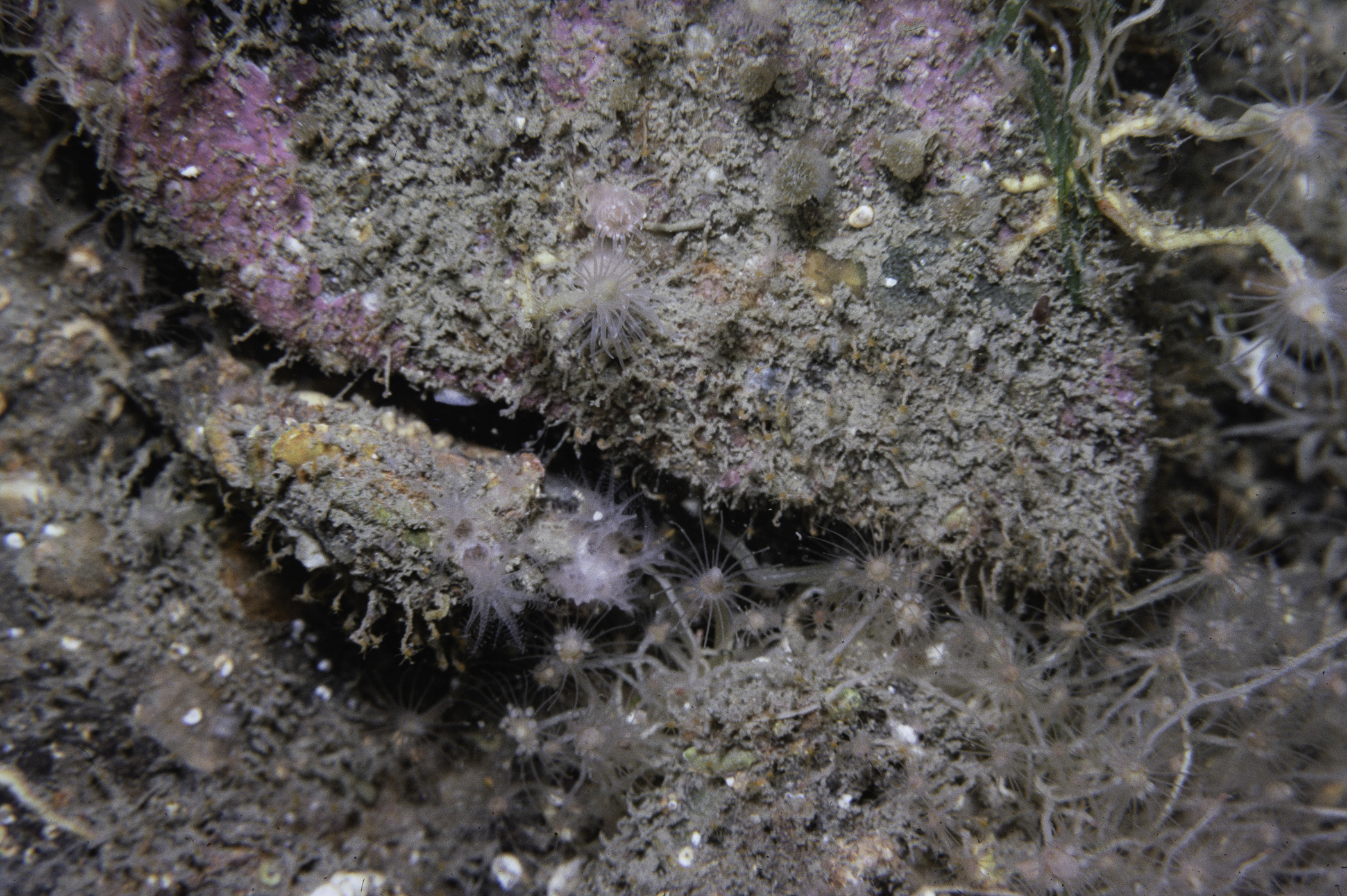 Tubularia indivisa, Garveia nutans. Site: Lee's Wreck, Strangford Lough. 