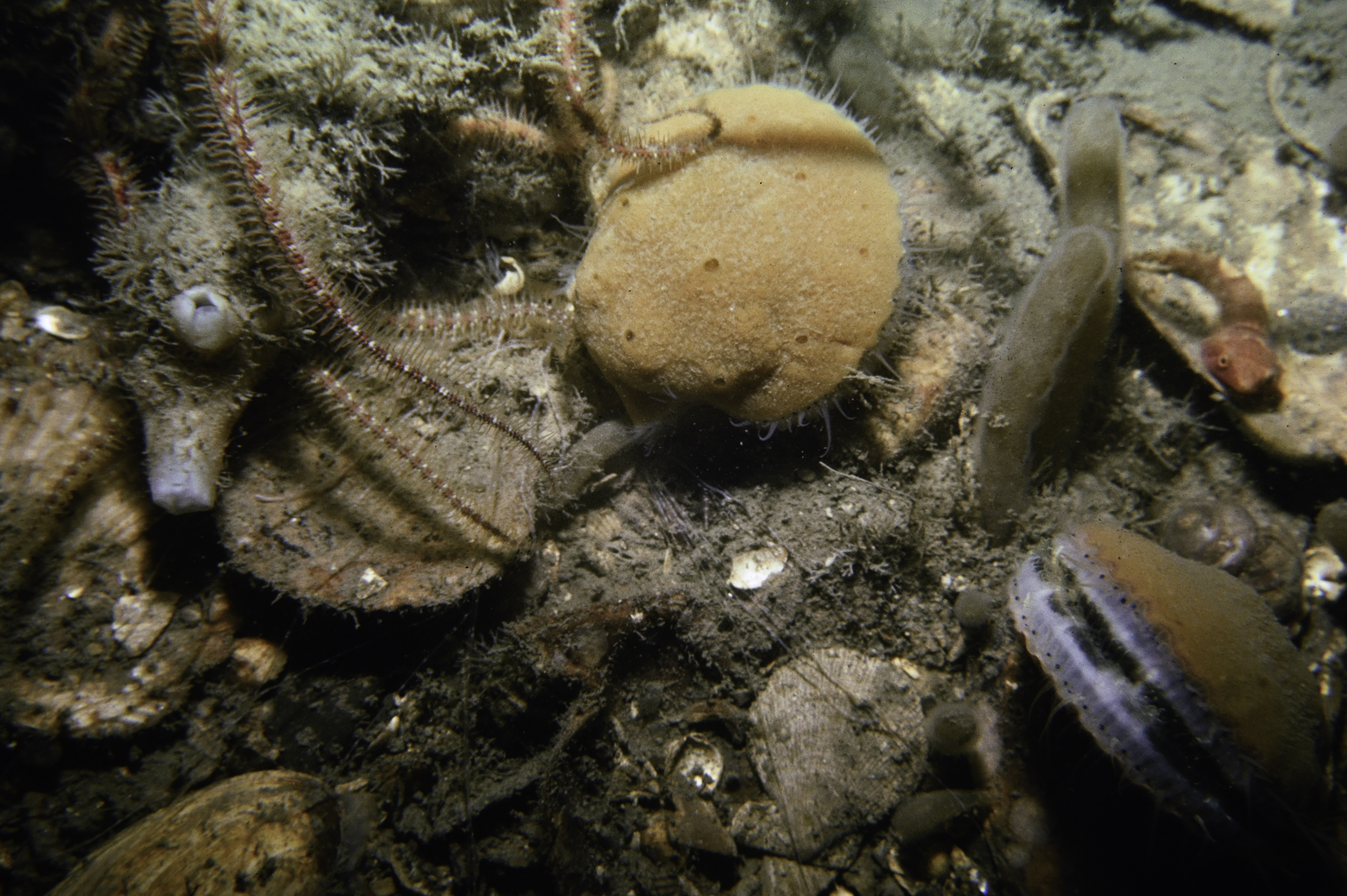 Mimachlamys varia, Diplecogaster bimaculata. Site: NE of Long Sheelagh, Strangford Lough. 