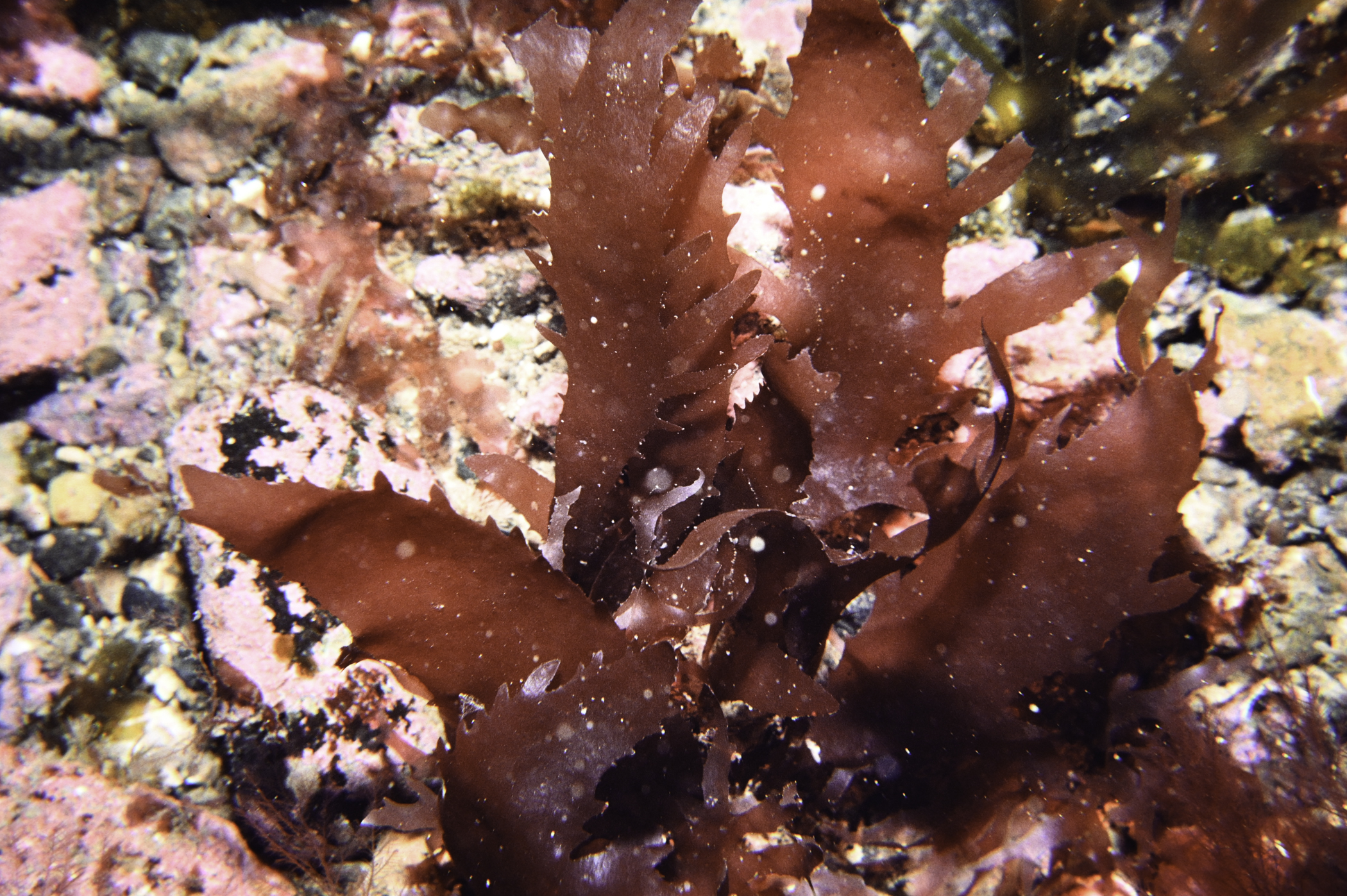 Calliblepharis ciliata. Site: Murlough Bay. 