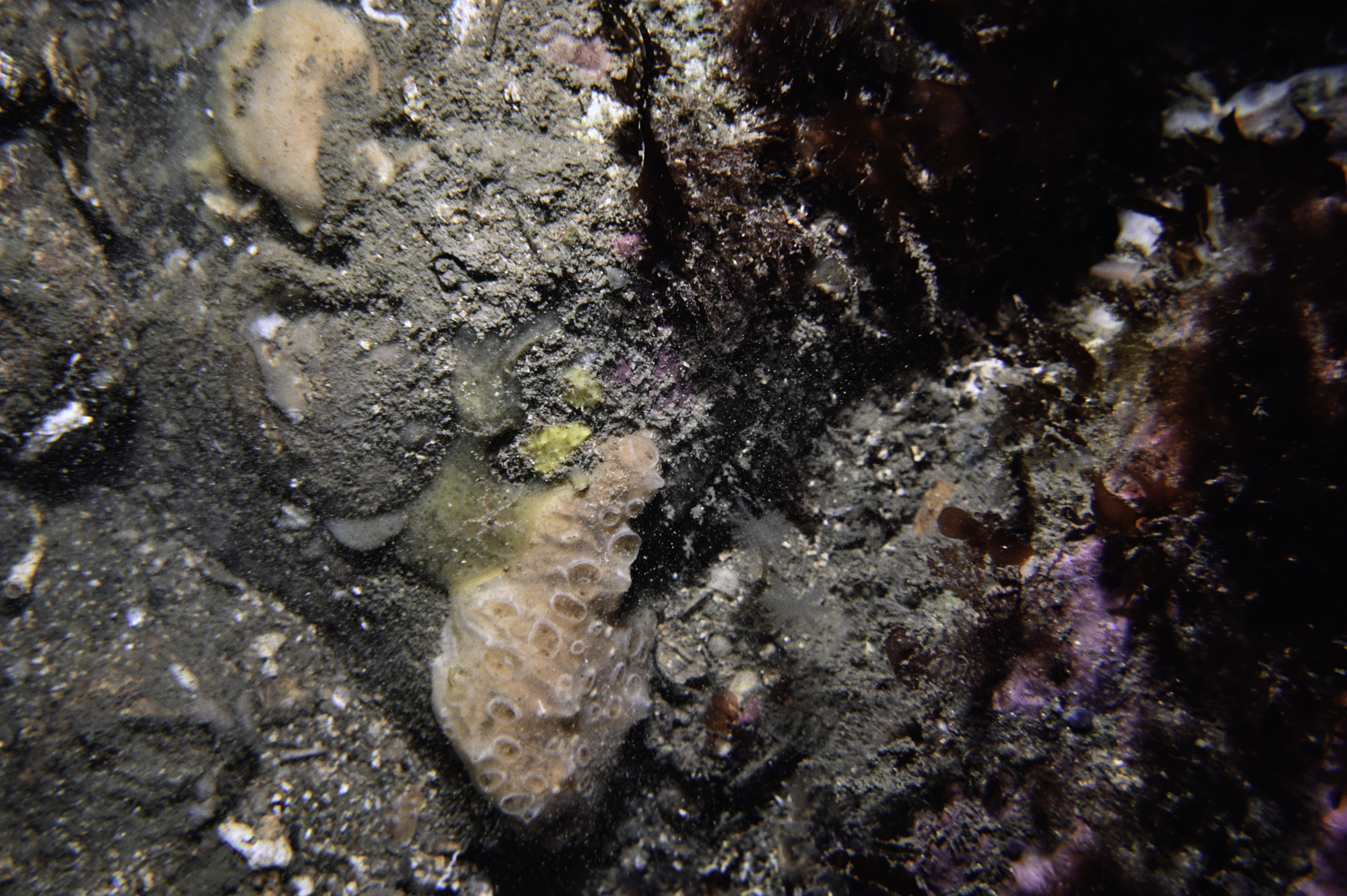 Hemimycale columella, Aplysilla sulfurea. Site: Murlough Bay. 