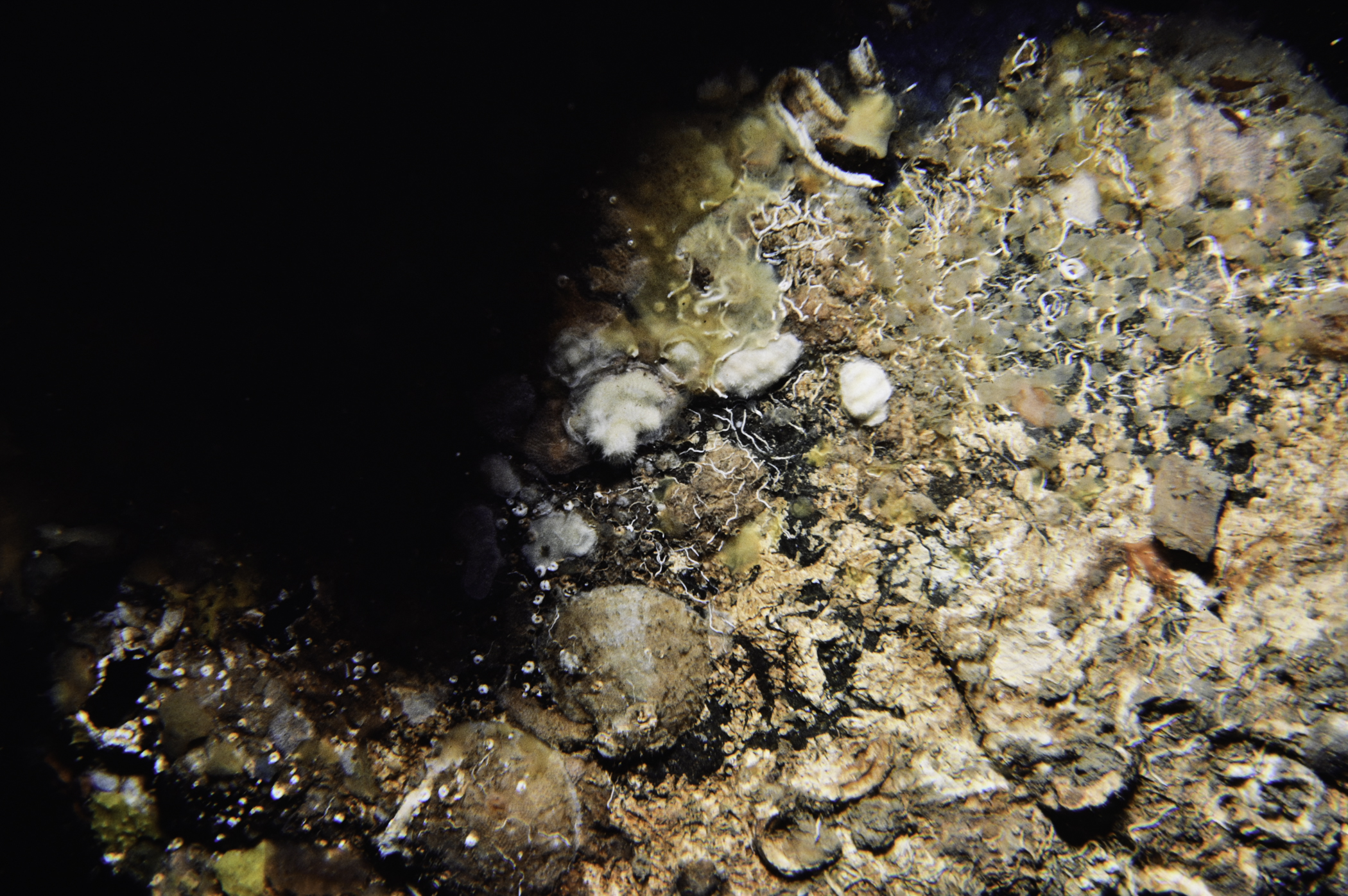 Pododesmus patelliformis, Perophora listeri. Site: Murlough Bay. 