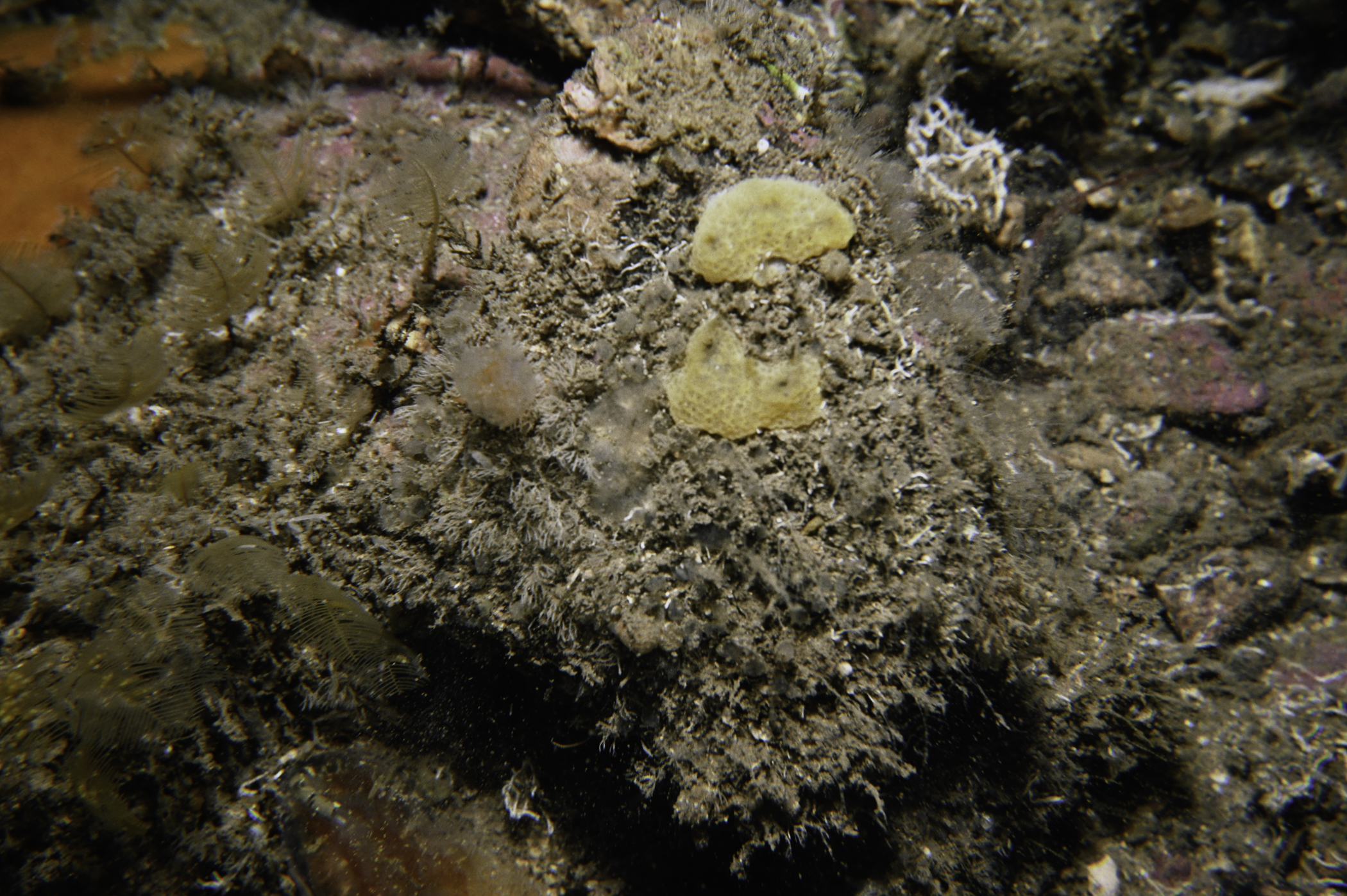 Didemnidae sp.. Site: Murlough Bay. 