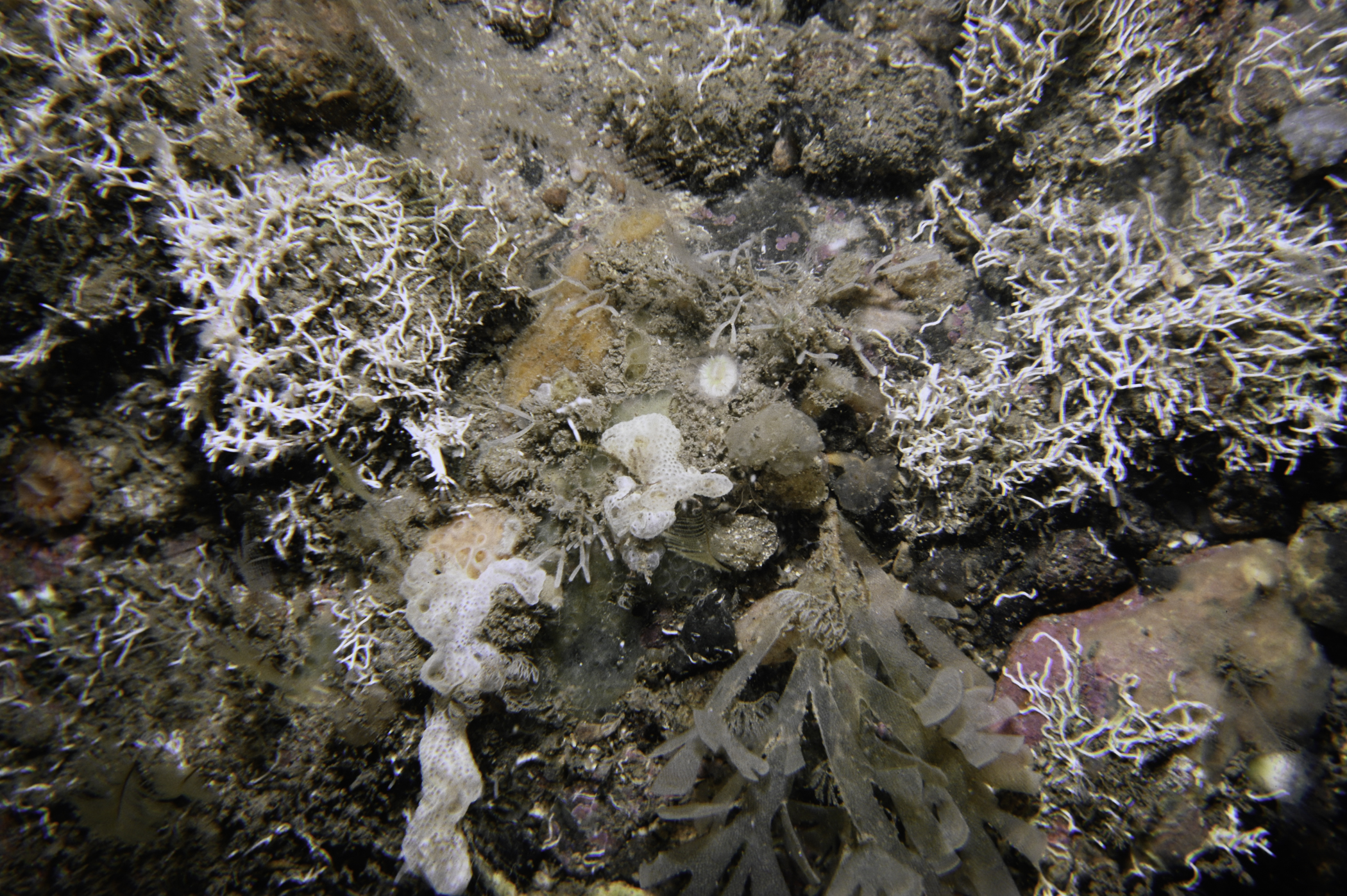 Filograna implexa, Didemnidae sp.. Site: Murlough Bay. 