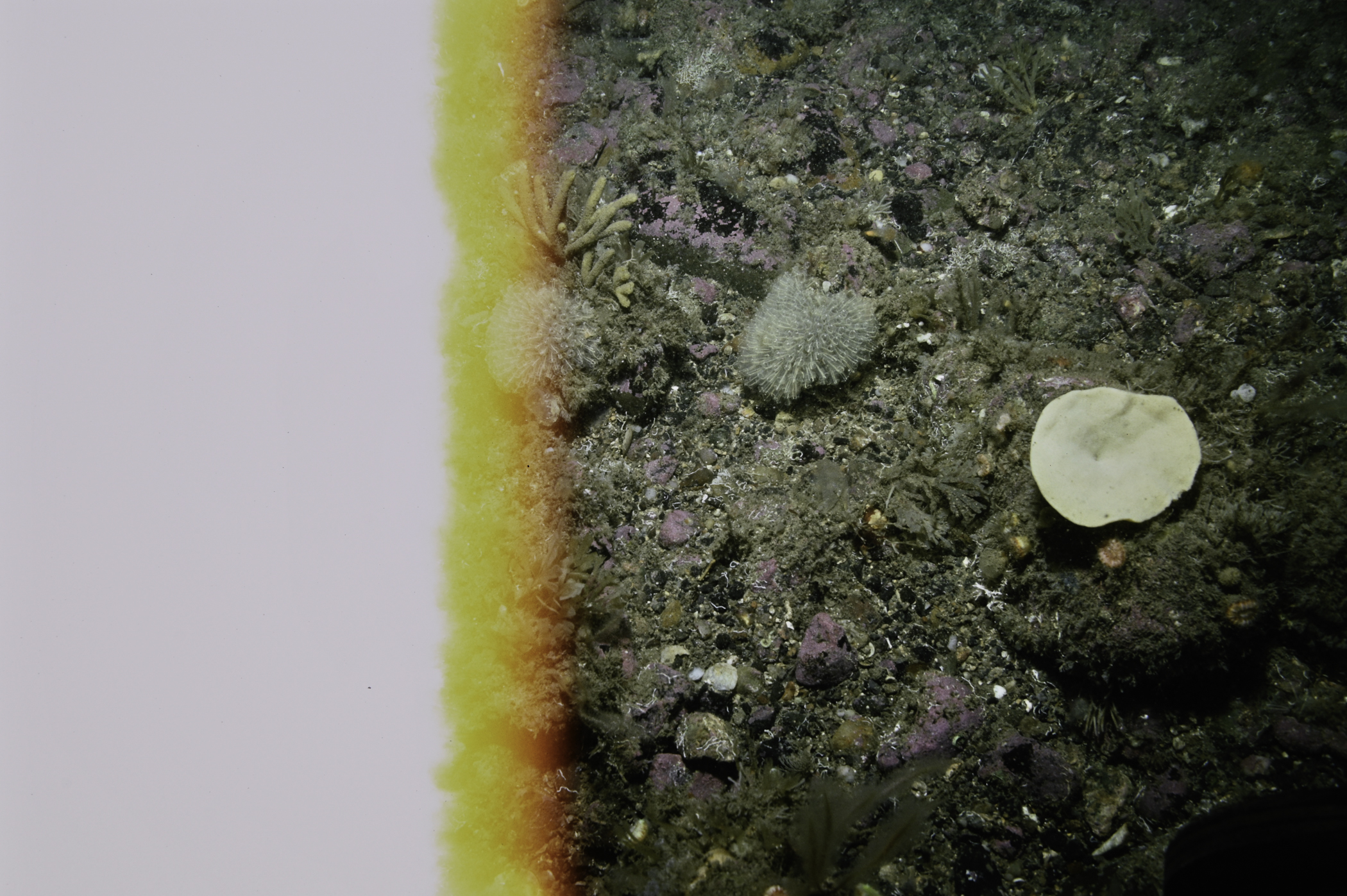 Axinella infundibuliformis, Clavelina lepadiformis. Site: Drumnakill Point, Murlough Bay. 
