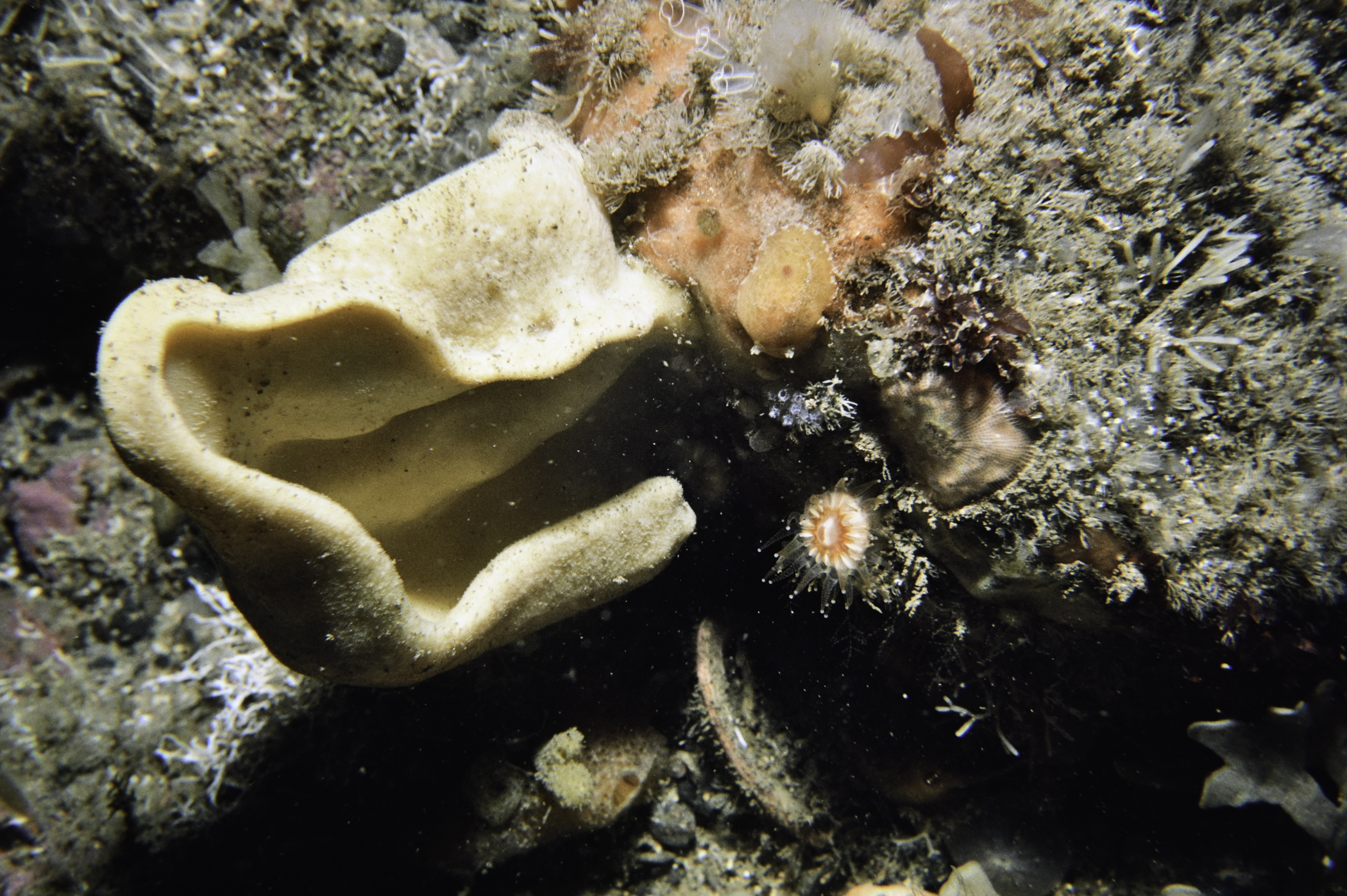 Axinella infundibuliformis, Rostanga rubra, Pycnoclavella stolonialis. Site: Drumnakill Point, Murlough Bay. 