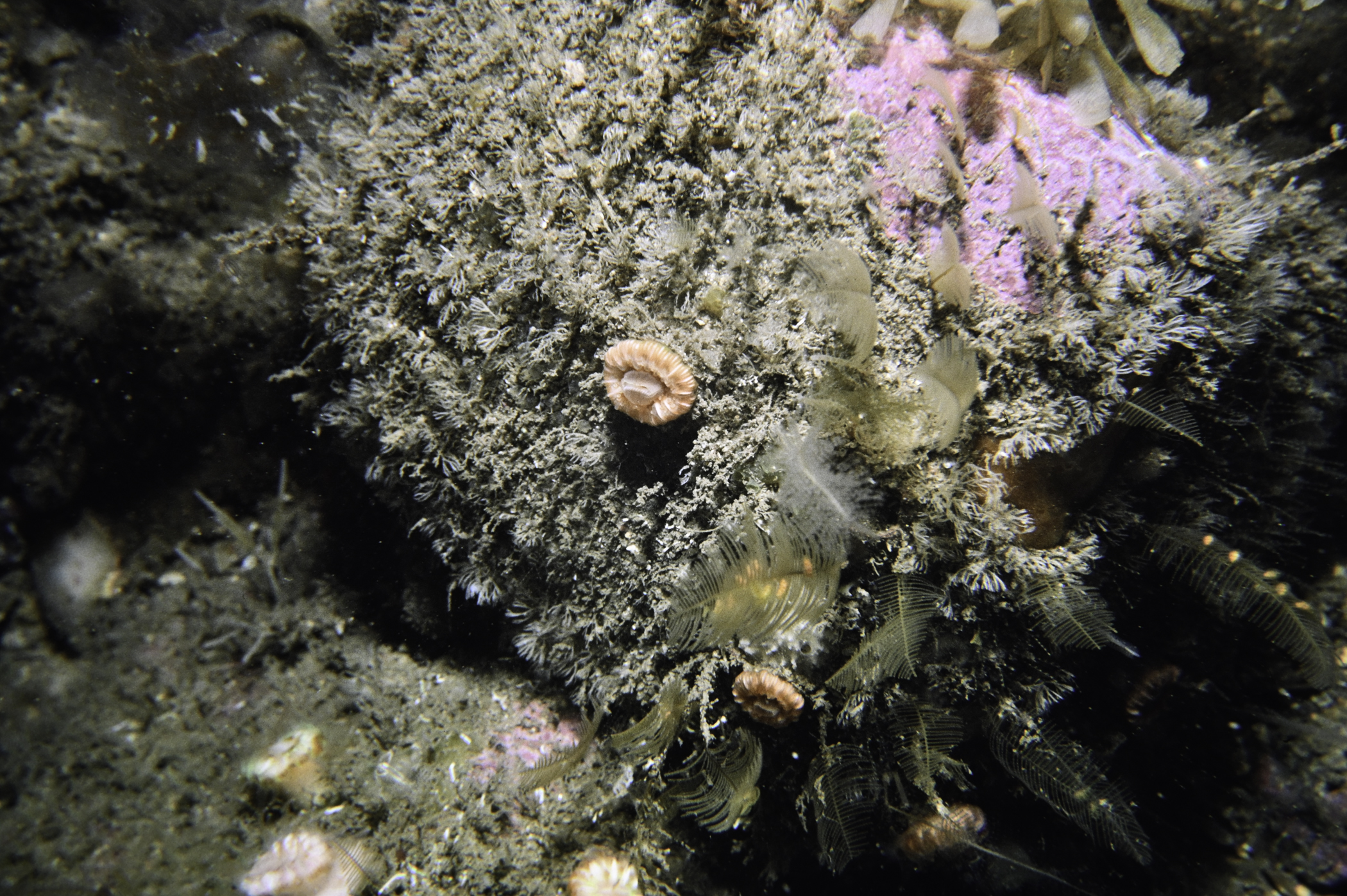 Caryophyllia smithii, Aglaophenia tubulifera, Antennella secundaria. Site: Drumnakill Point, Murlough Bay. 