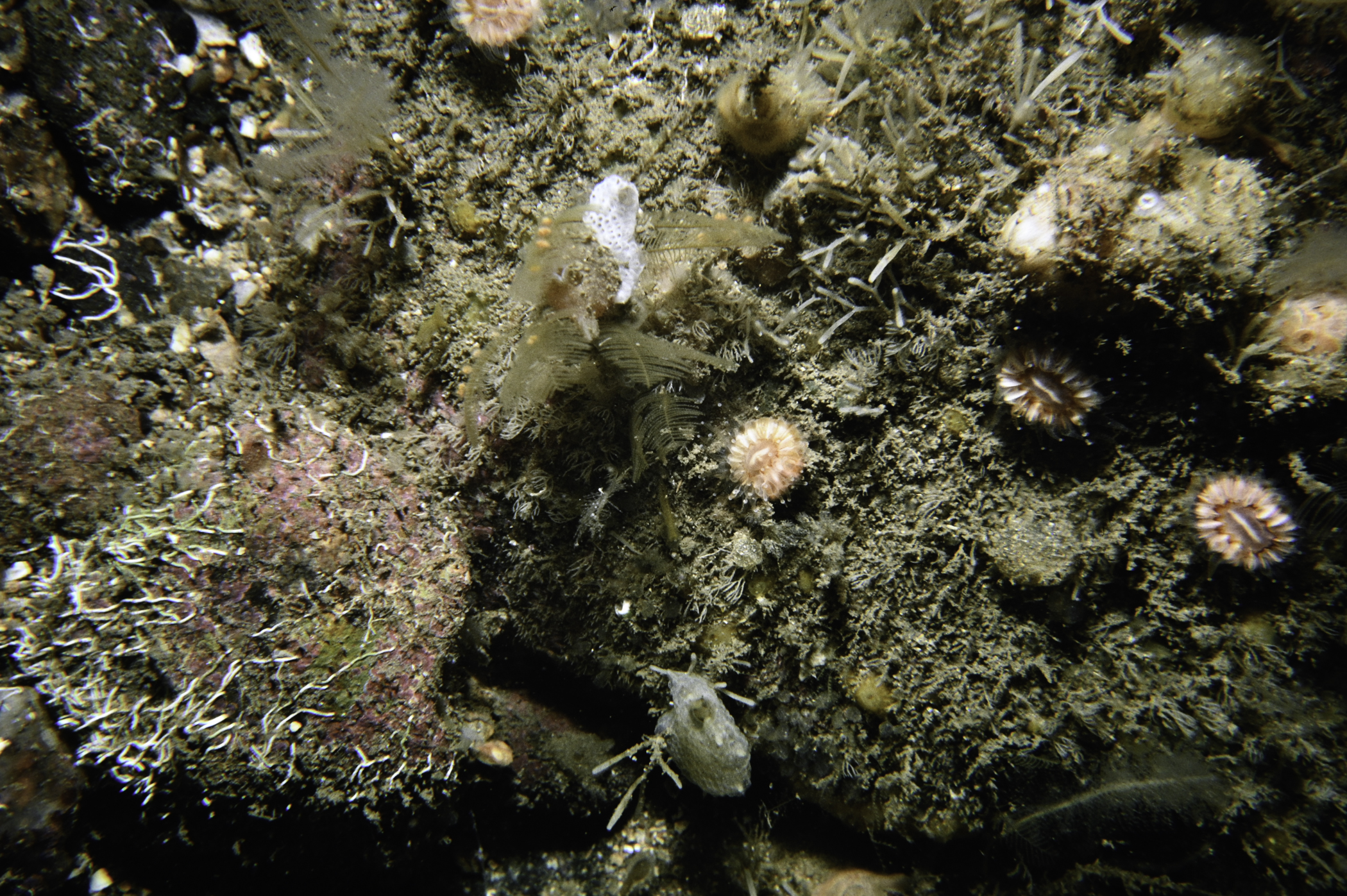 Aglaophenia tubulifera, Polycarpa pomaria. Site: Drumnakill Point, Murlough Bay. 