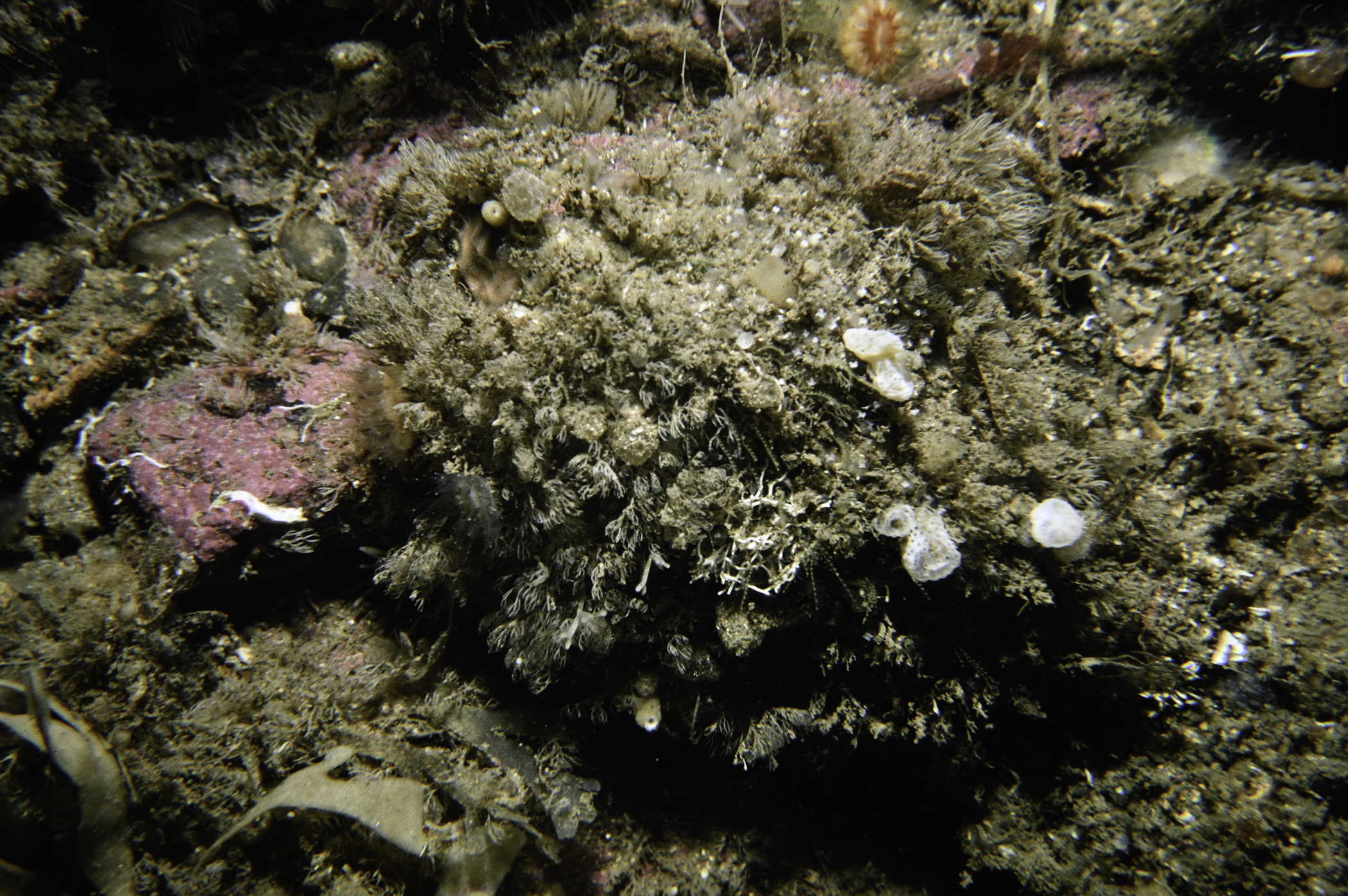 Epizoanthus couchii, Antennella secundaria, Crisia eburnea, Pycnoclavella stolonialis. Site: Drumnakill Point, Murlough Bay. 