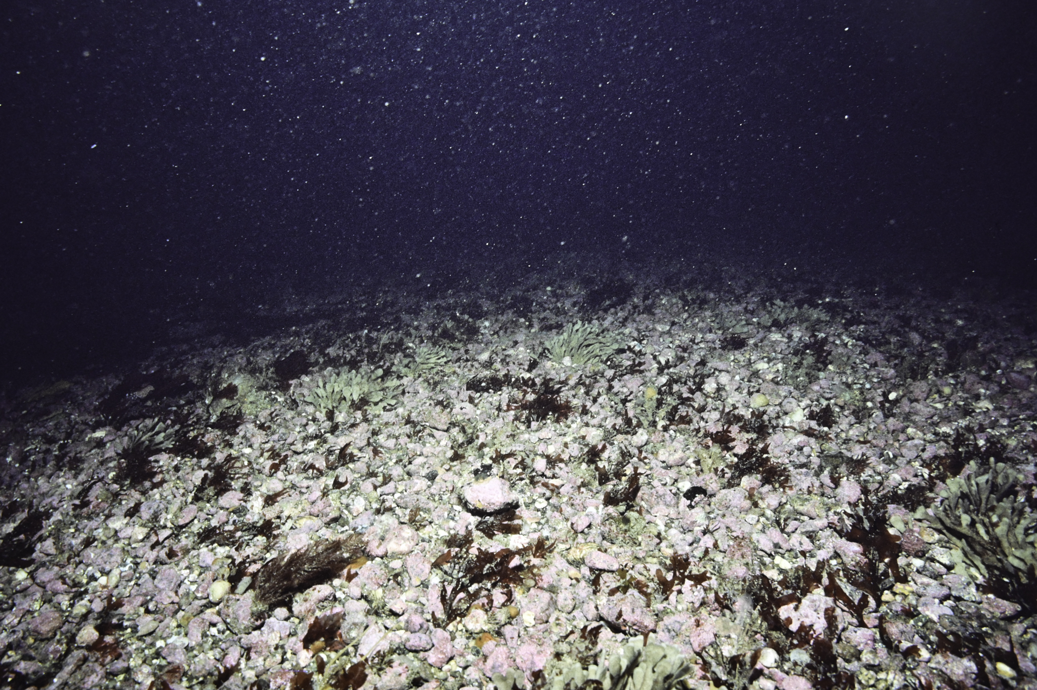 Flustra foliacea. Site: SE of Murlough Bay. 