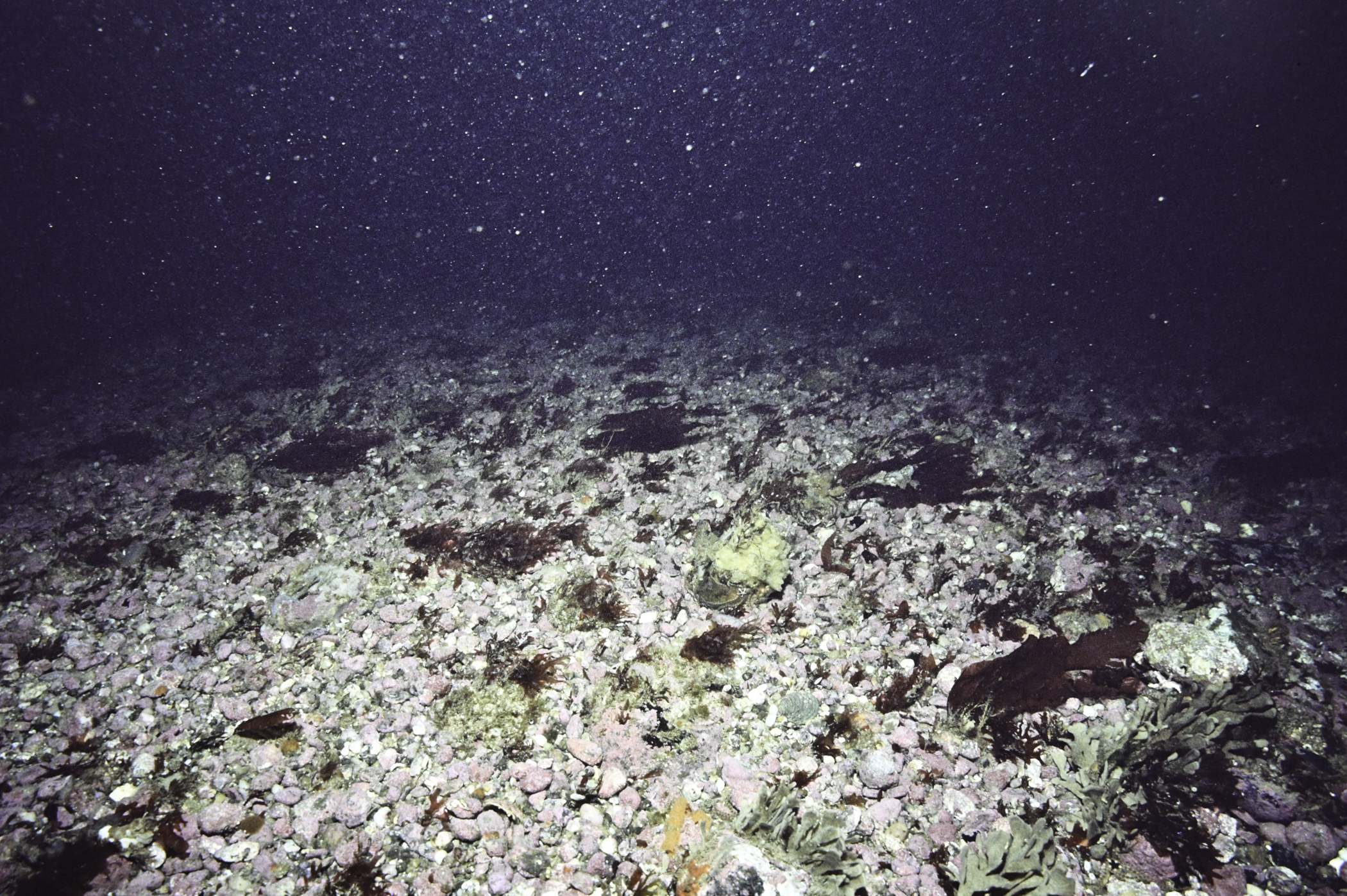 Flustra foliacea. Site: SE of Murlough Bay. 