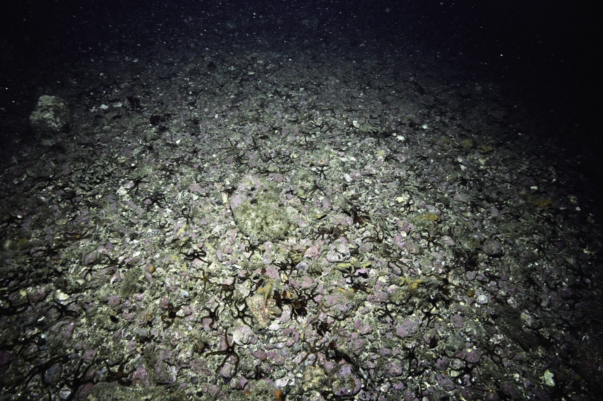 Ophiocomina nigra. Site: SE of Murlough Bay. 