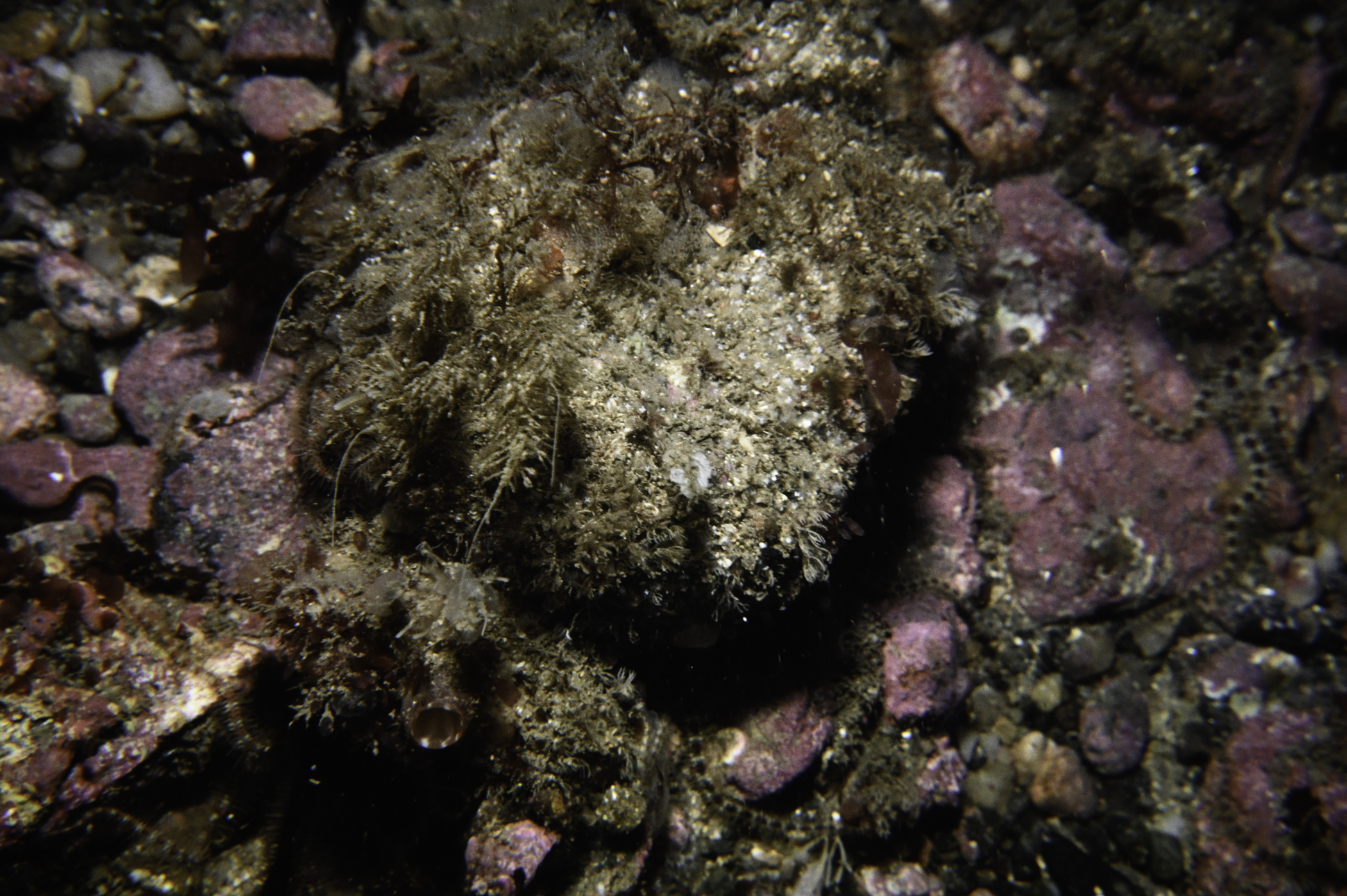 Sertularia argentea, Pyura microcosmus, Pycnoclavella stolonialis. Site: SE of Murlough Bay. 