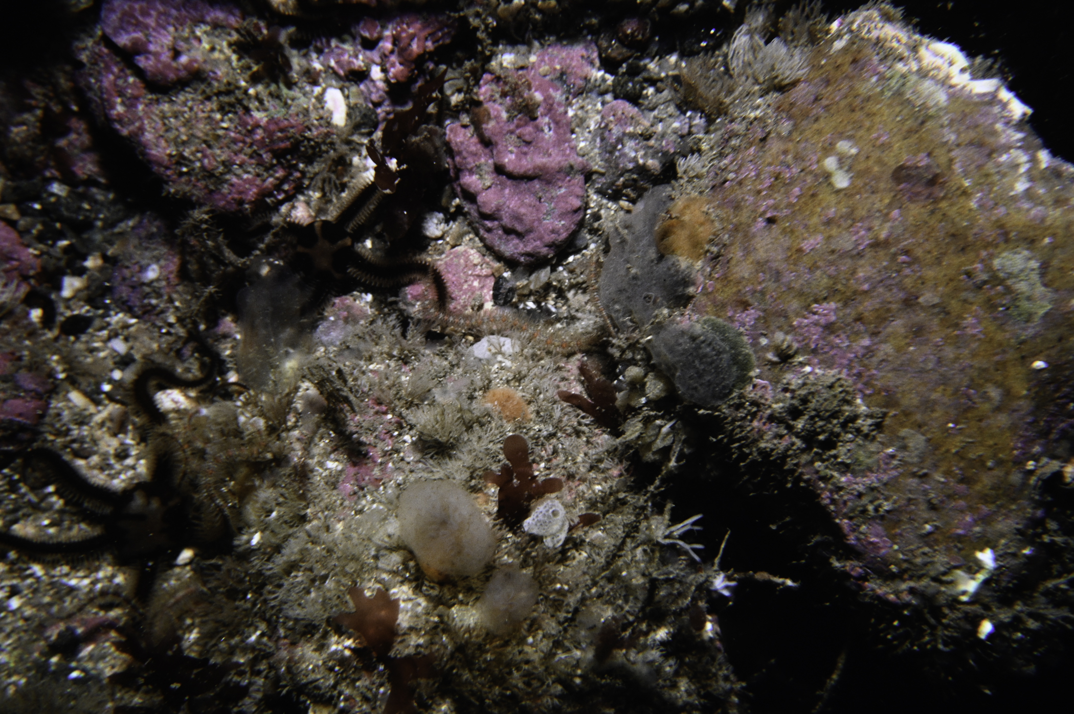 Aplidium punctum, Diplosoma listerianum. Site: SE of Murlough Bay. 