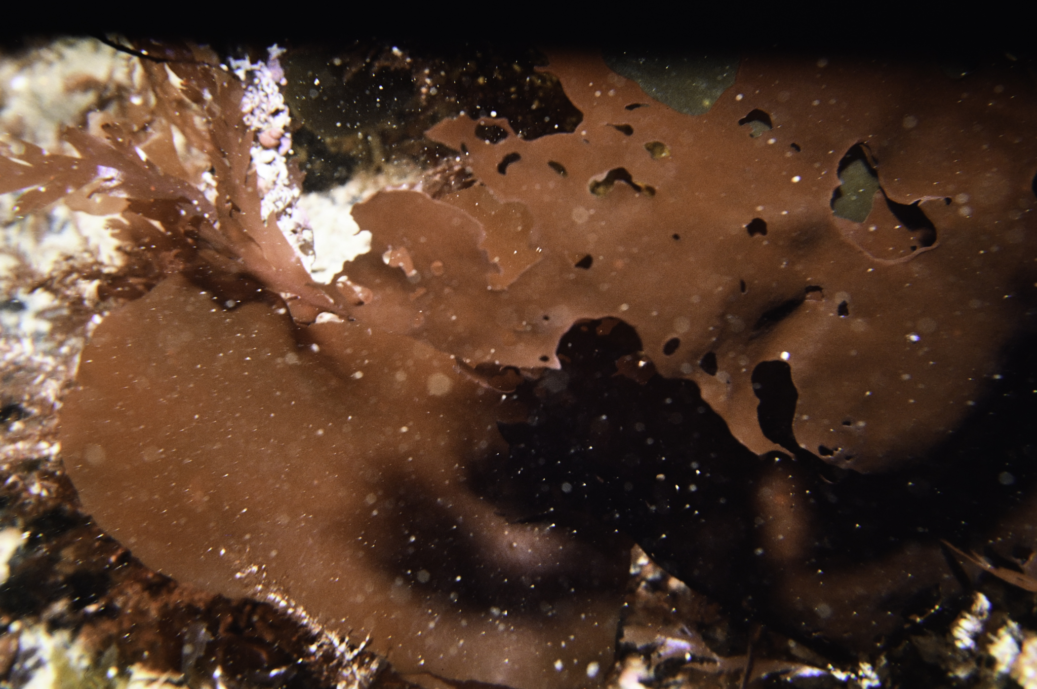 Dilsea carnosa, Odonthalia dentata. Site: Farganlack Point, Rathlin Island. 