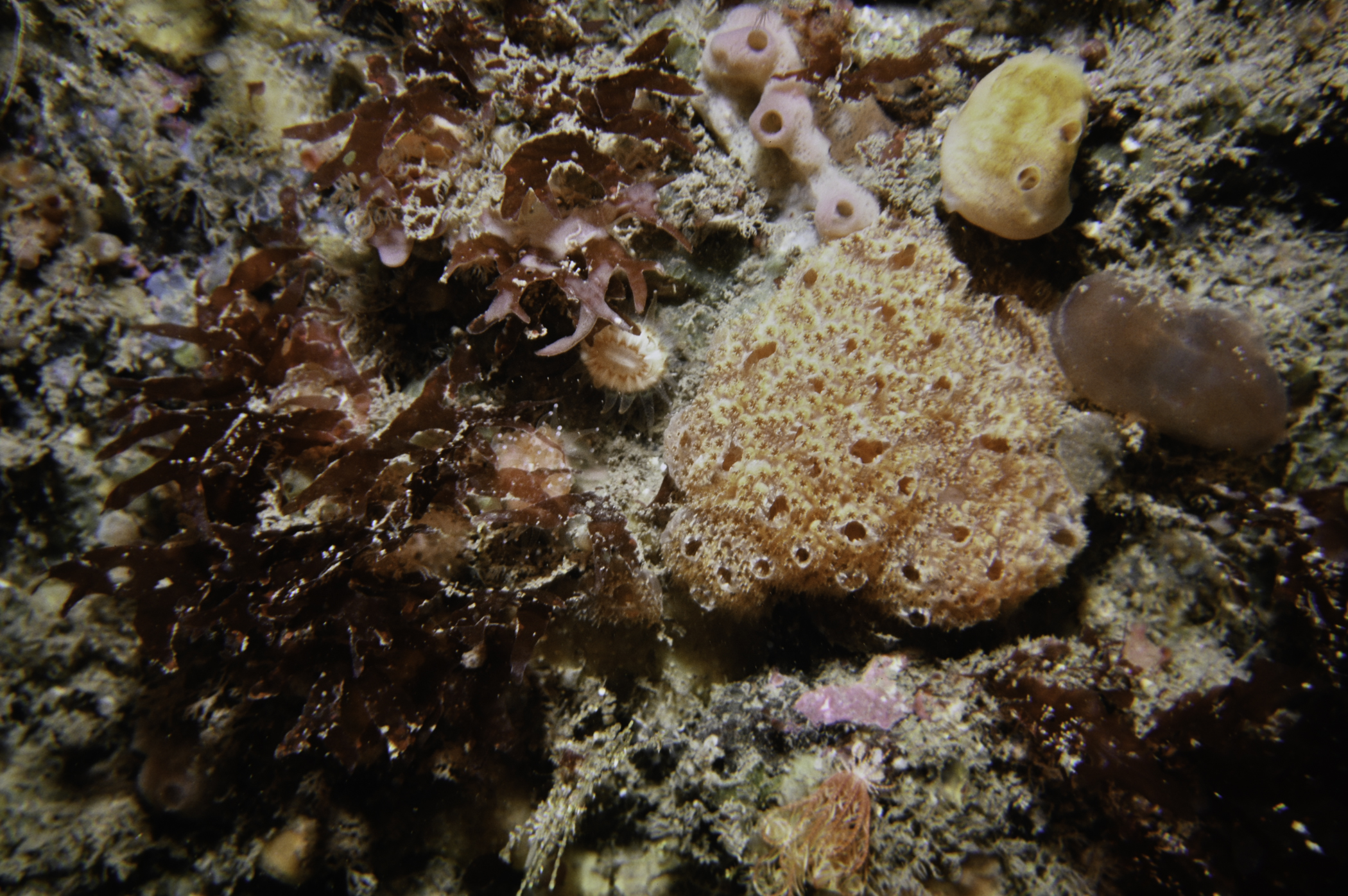 Aplidium nordmanni, Acrosorium venulosum. Site: Farganlack Point, Rathlin Island. 
