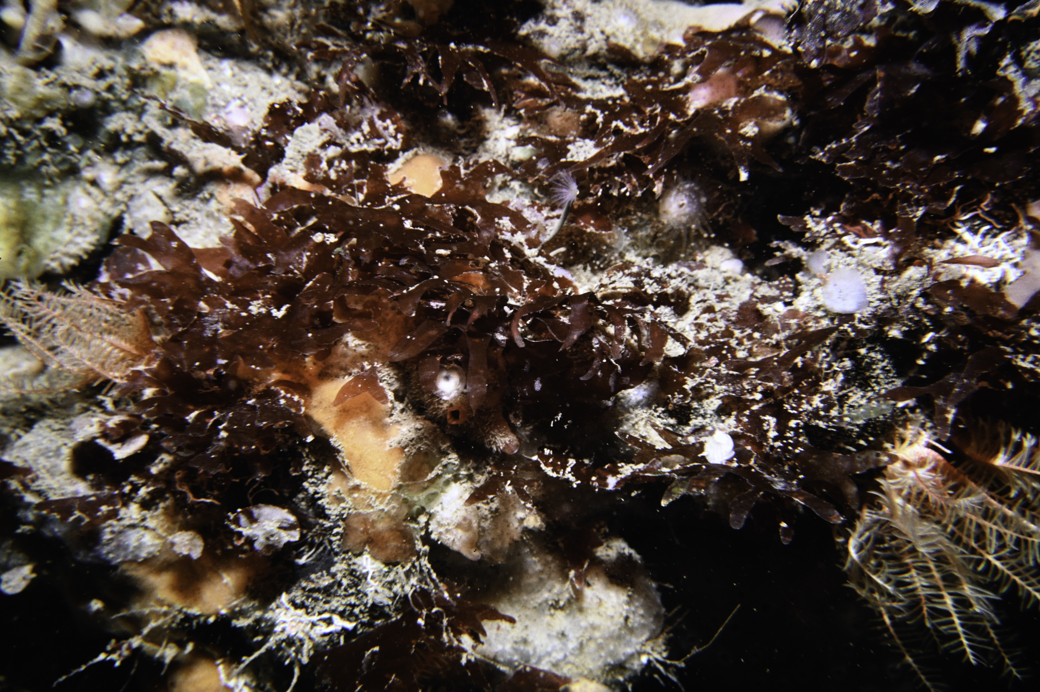 Acrosorium venulosum. Site: Farganlack Point, Rathlin Island. 