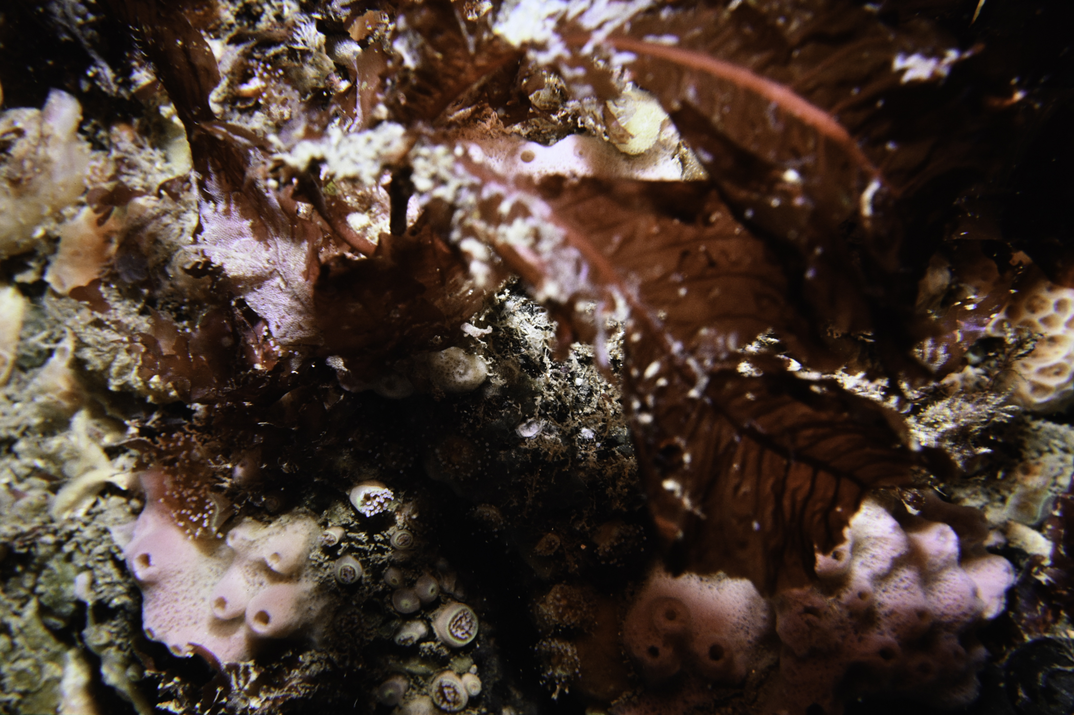 Haliclona viscosa, Delesseria sanguinea. Site: N Coast, Rathlin Island. 
