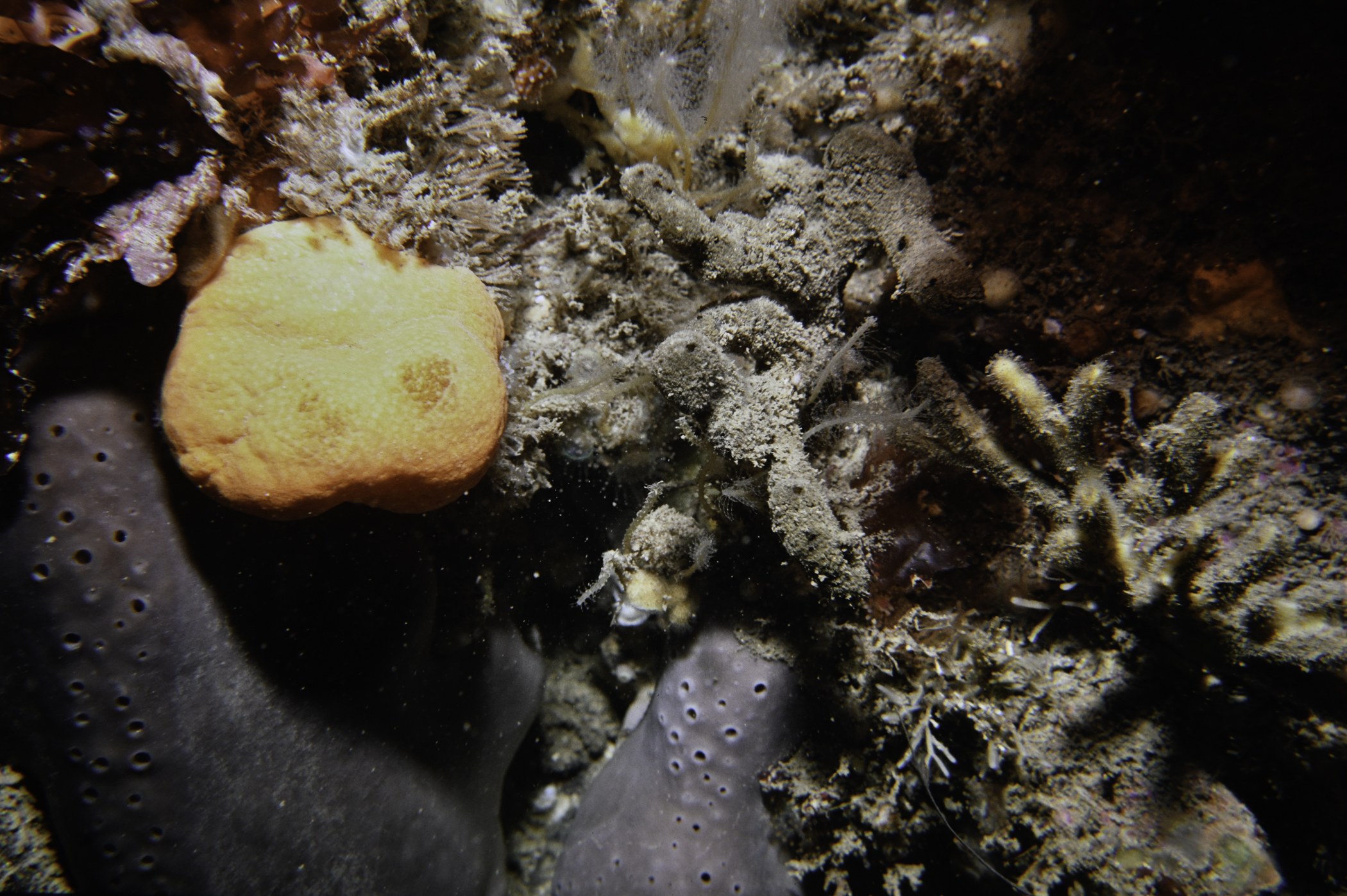Pachymatisma johnstonia, Stelligera stuposa, Raspailia ramosa. Site: N Coast, Rathlin Island. 