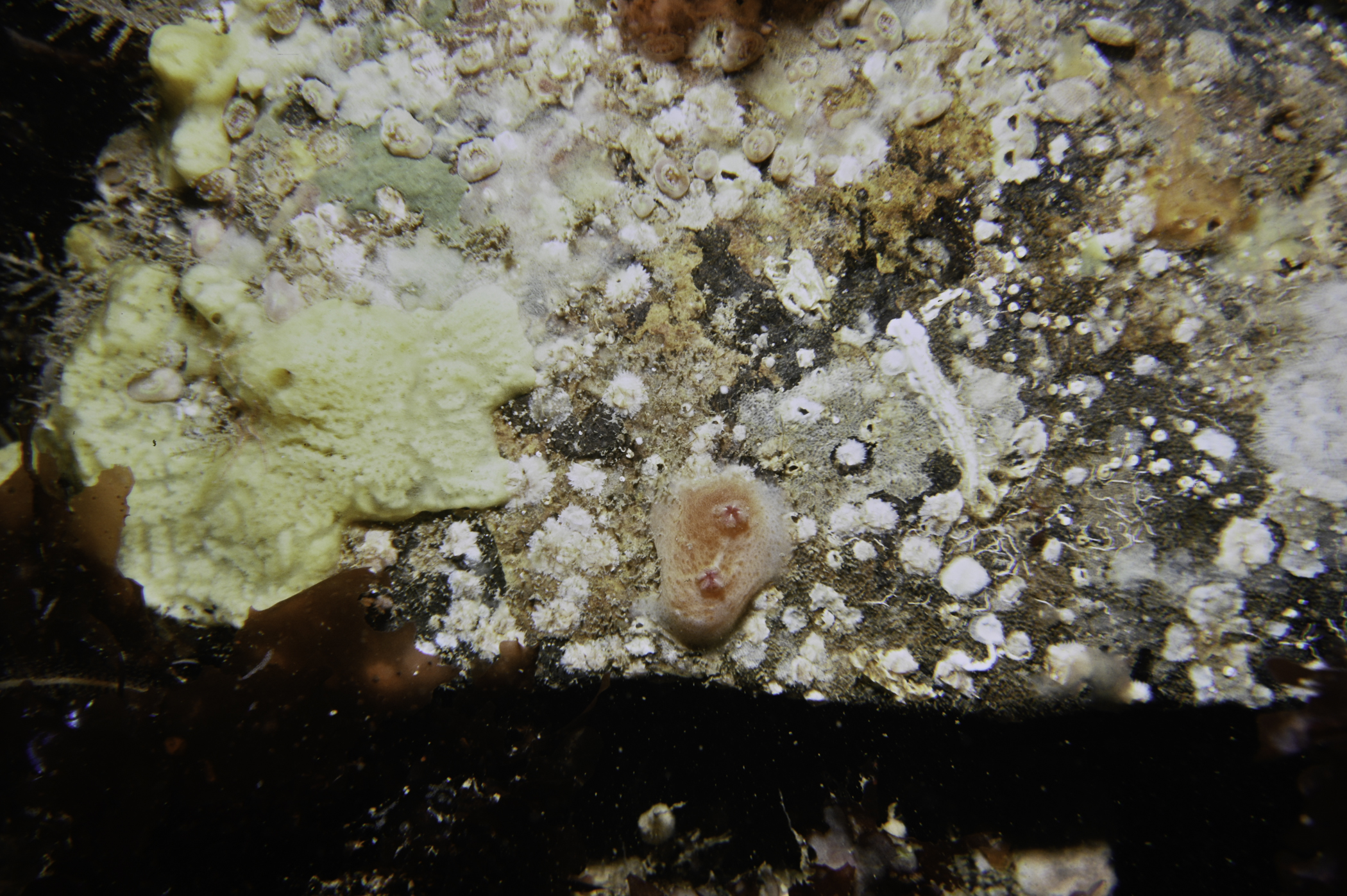 Myxilla incrustans, Corynactis viridis, Pyura tessellata. Site: N Coast, Rathlin Island. 