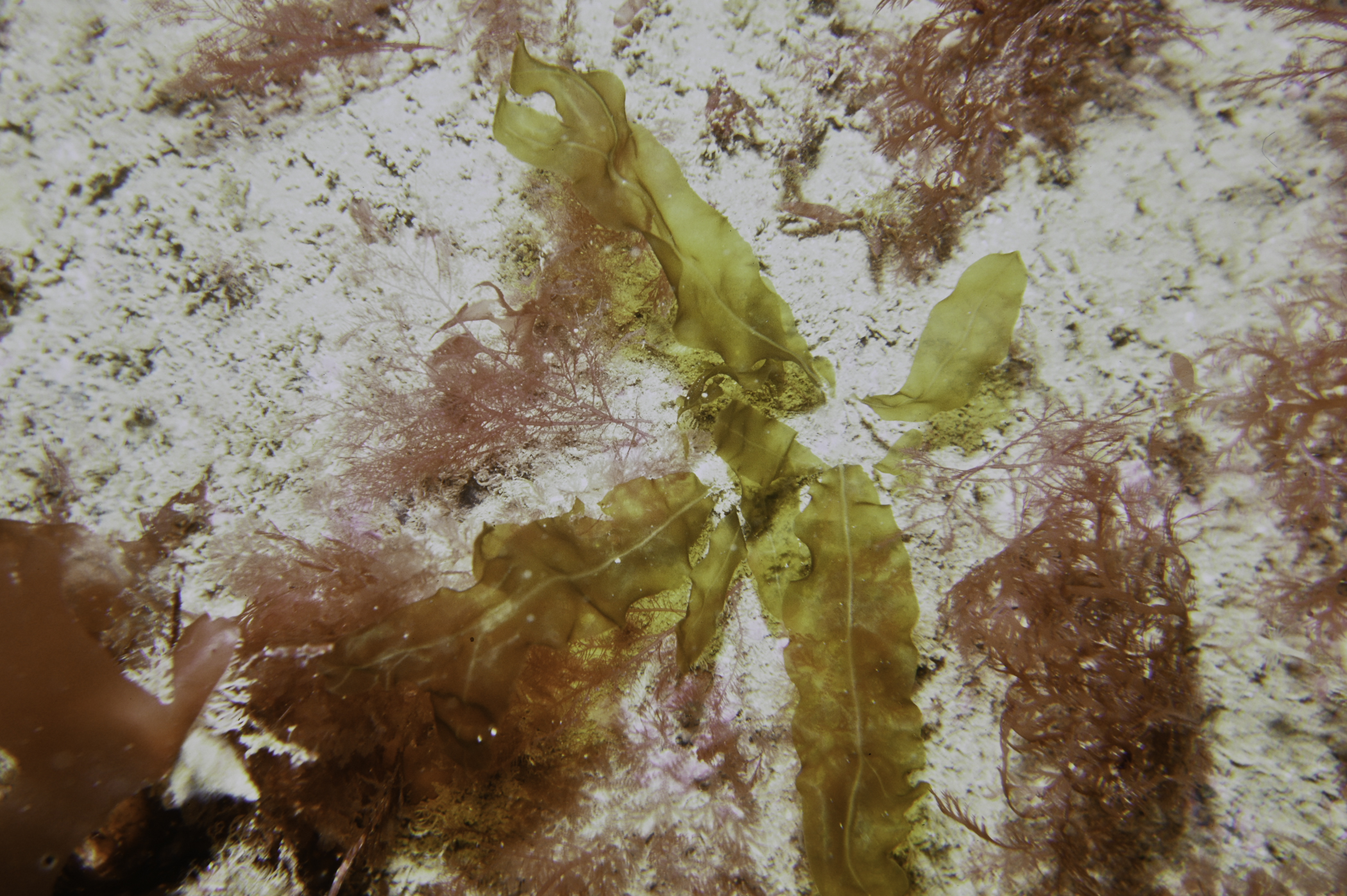 Plocamium cartilagineum. Site: Altachuile Bay, Rathlin Island. 