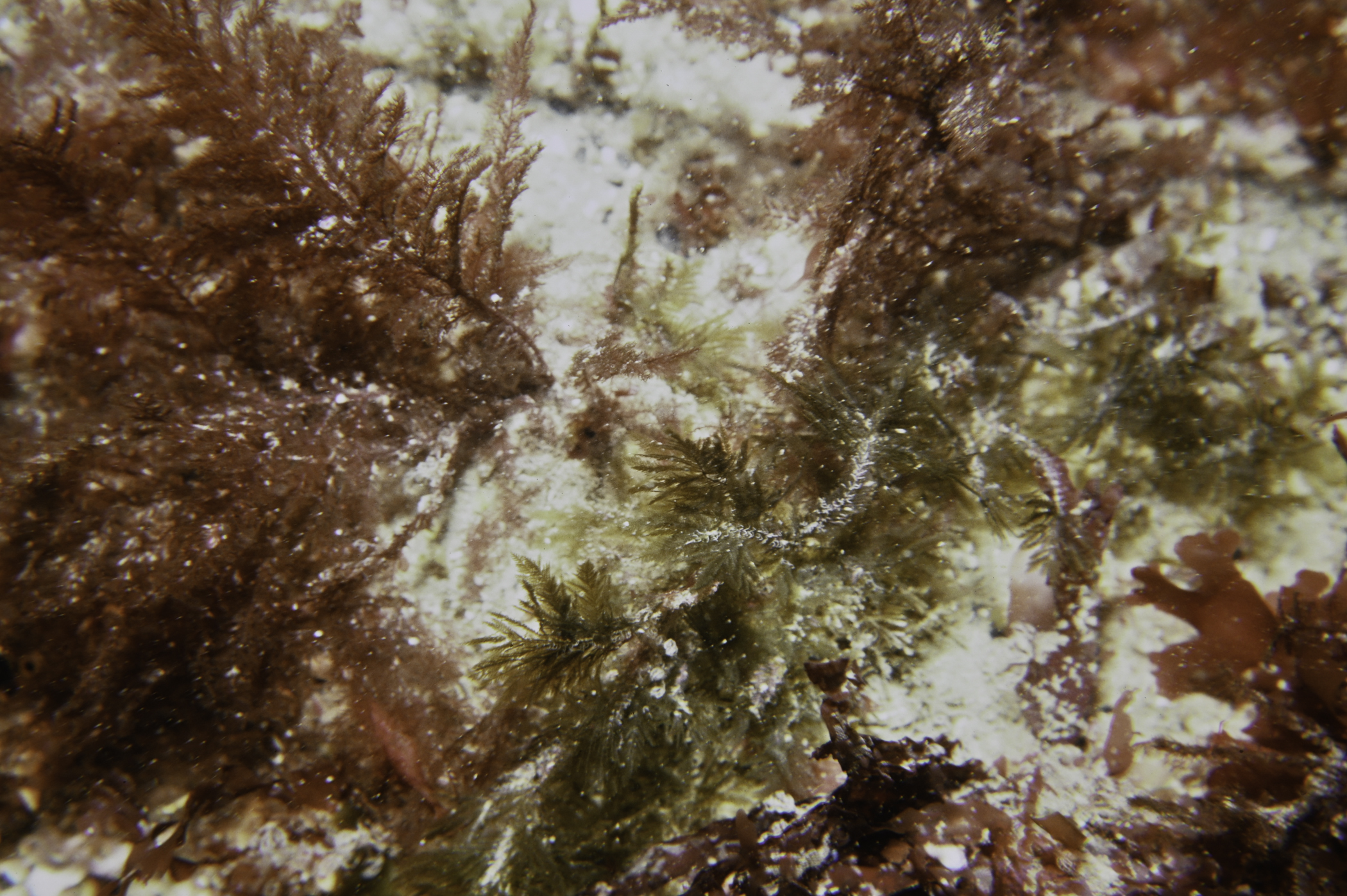 Halopteris filicina, Heterosiphonia plumosa. Site: Altachuile Bay, Rathlin Island. 