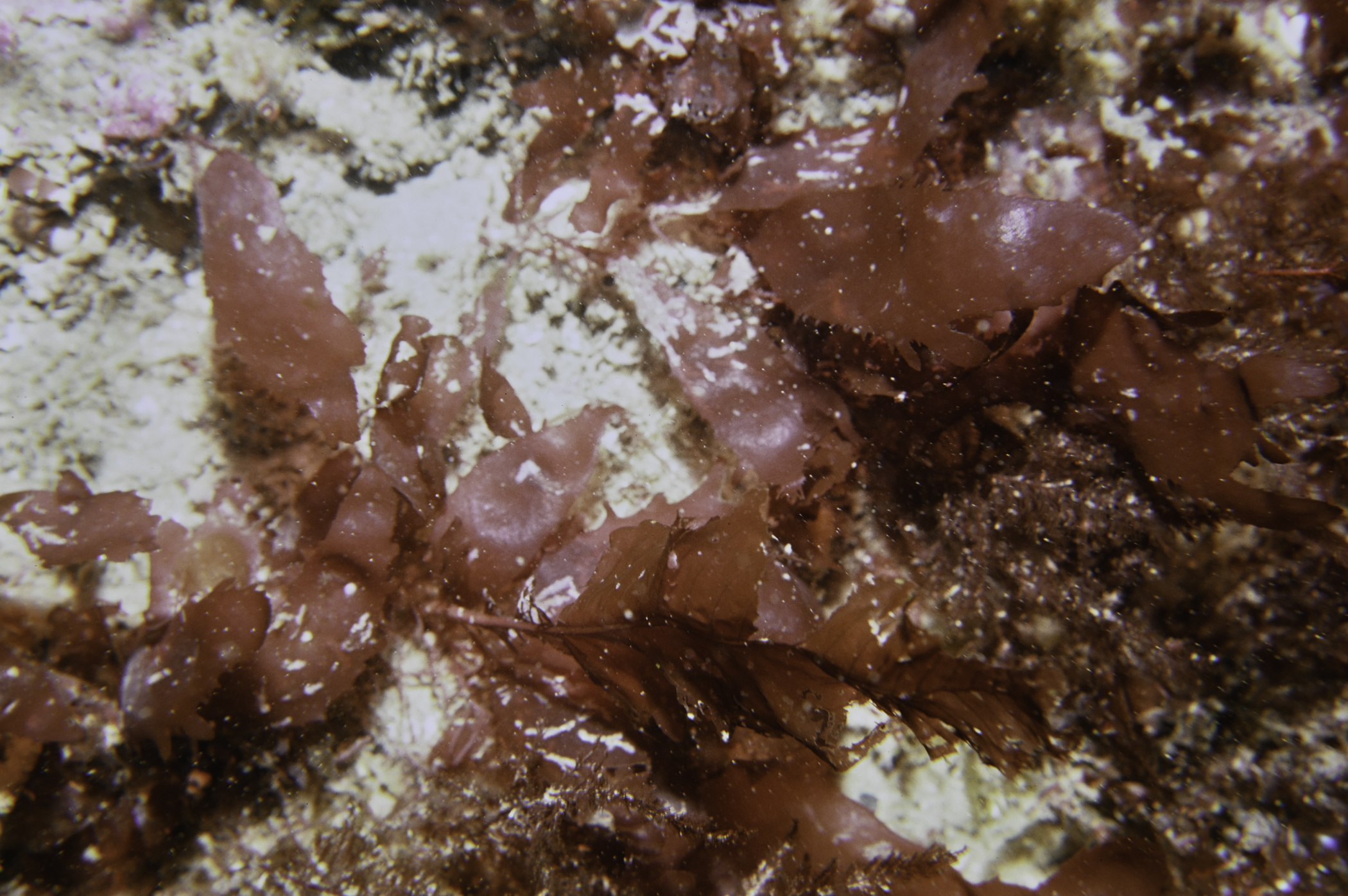 Calliblepharis ciliata. Site: Altachuile Bay, Rathlin Island. 