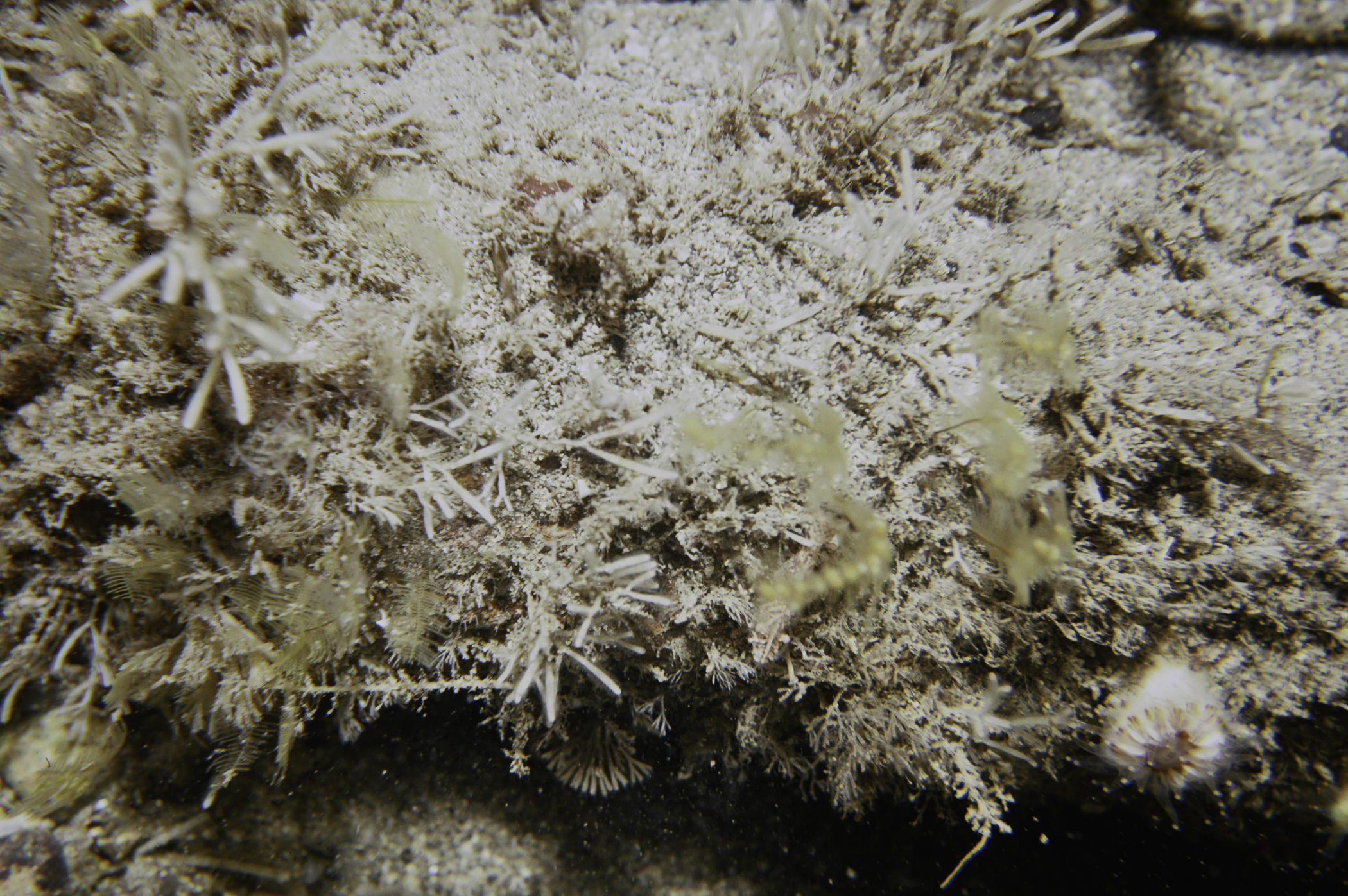 Aglaophenia tubulifera, Cellaria sp.. Site: Cooraghy Bay, Rathlin Island. 