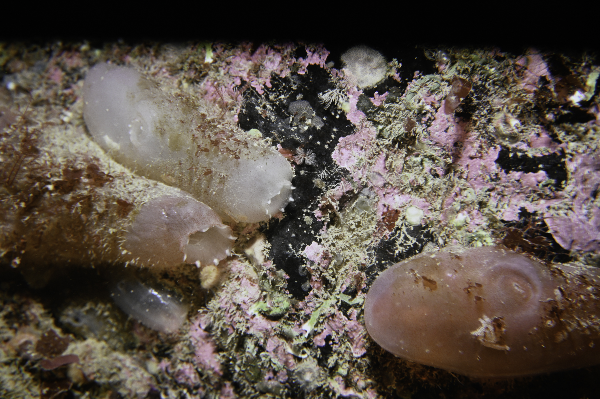 Ascidia mentula. Site: East Coast, Rathlin Island. 