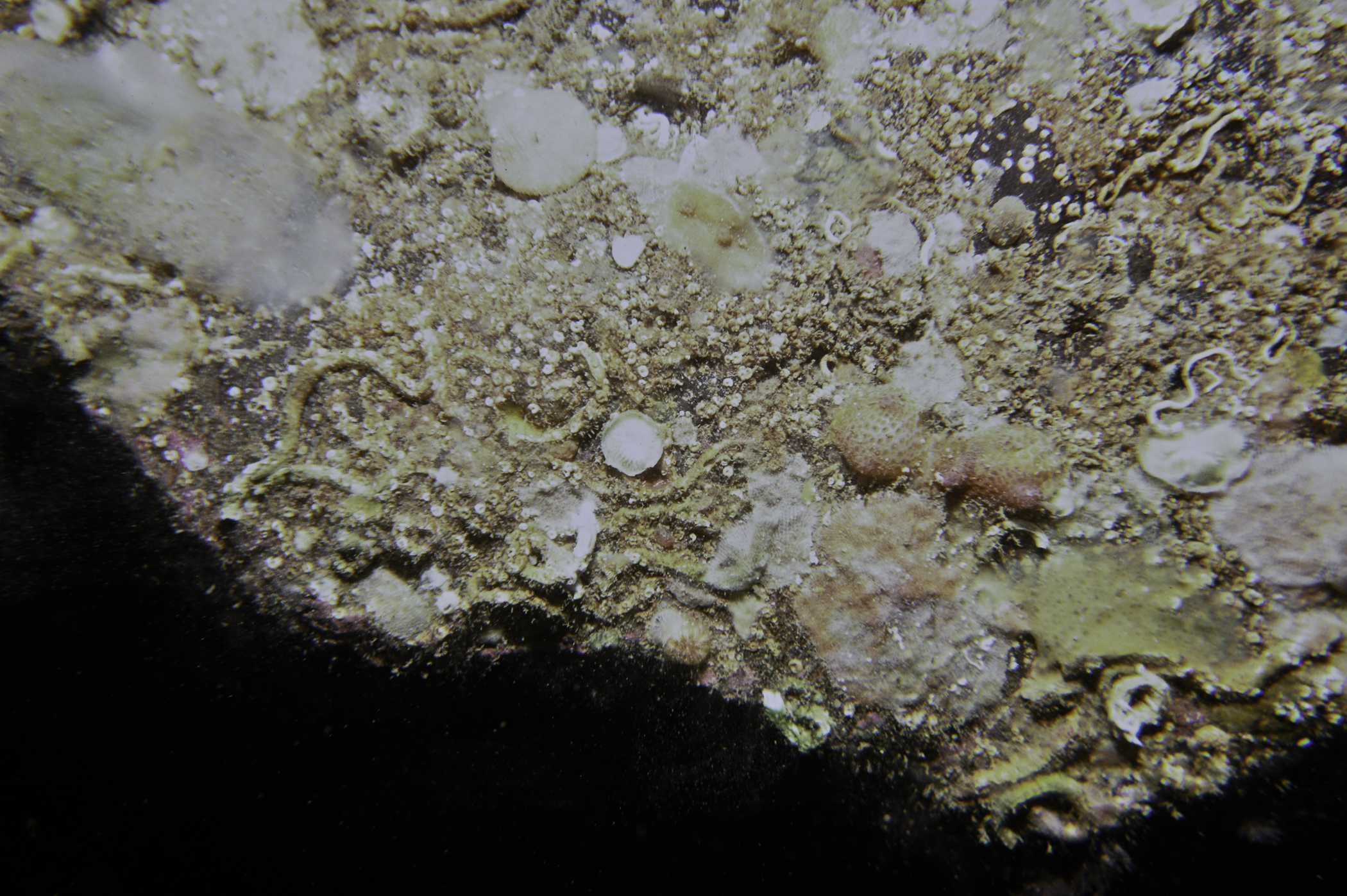 Pyura tessellata, Plagioecia patina. Site: East Coast, Rathlin Island. 