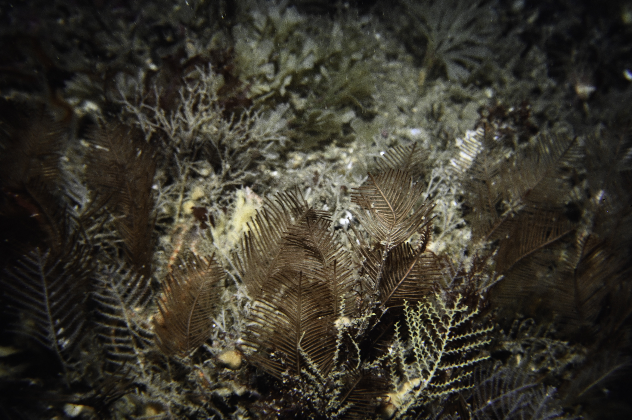 Diphasia alata, Sertularella gayi. Site: East Coast, Rathlin Island. 