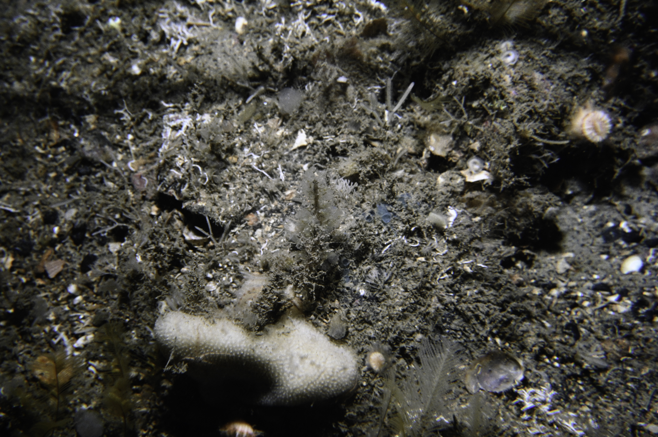 Hymedesmia paupertas, Dysidea fragilis. Site: East Coast, Rathlin Island. 