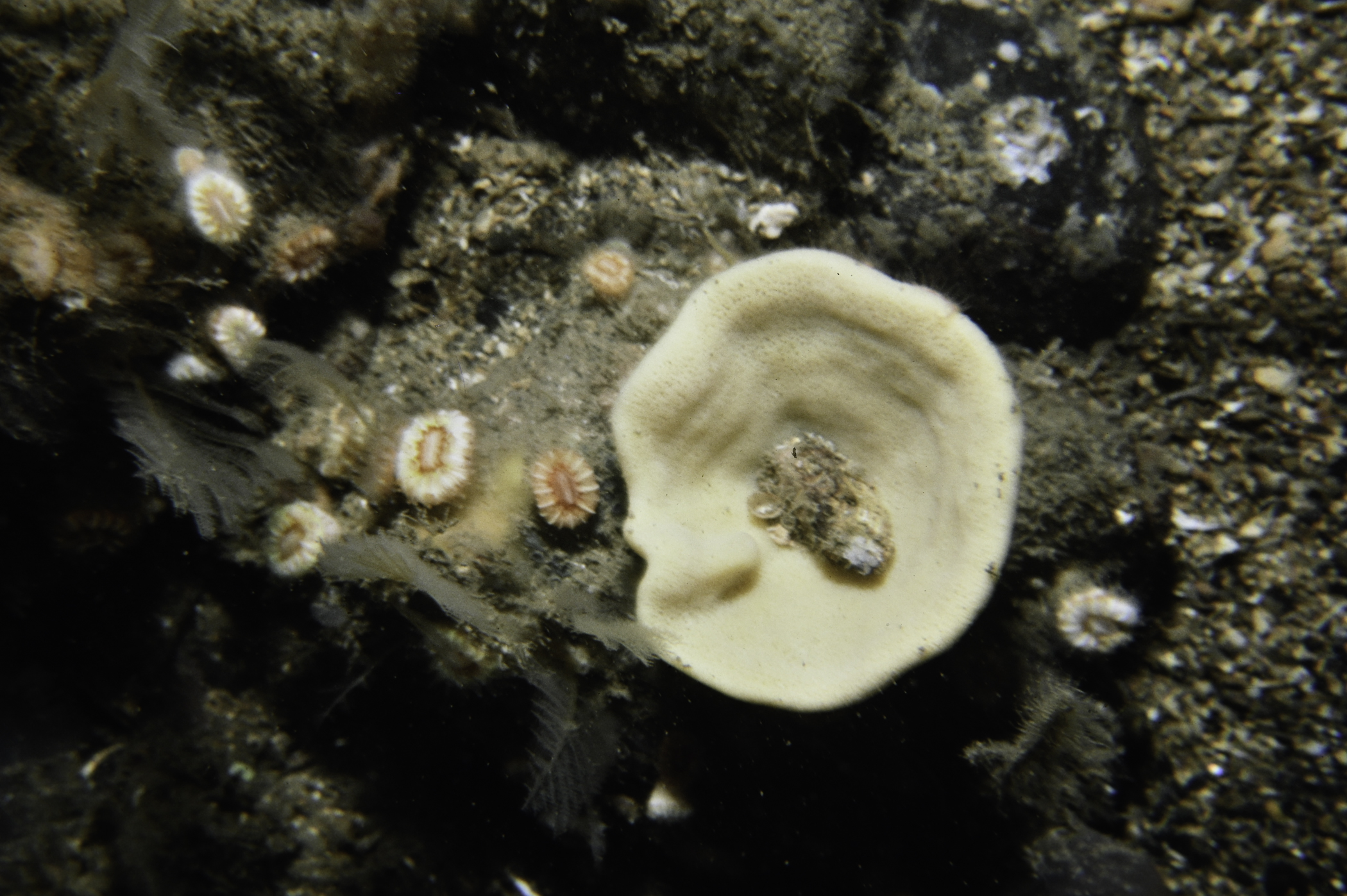 Axinella infundibuliformis, Caryophyllia smithii. Site: East Coast, Rathlin Island. 