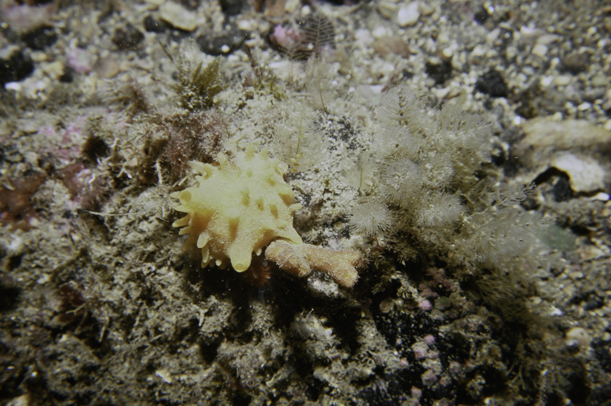 Polymastia boletiformis, Sertularia argentea. Site: Black Head, Rathlin Island. 