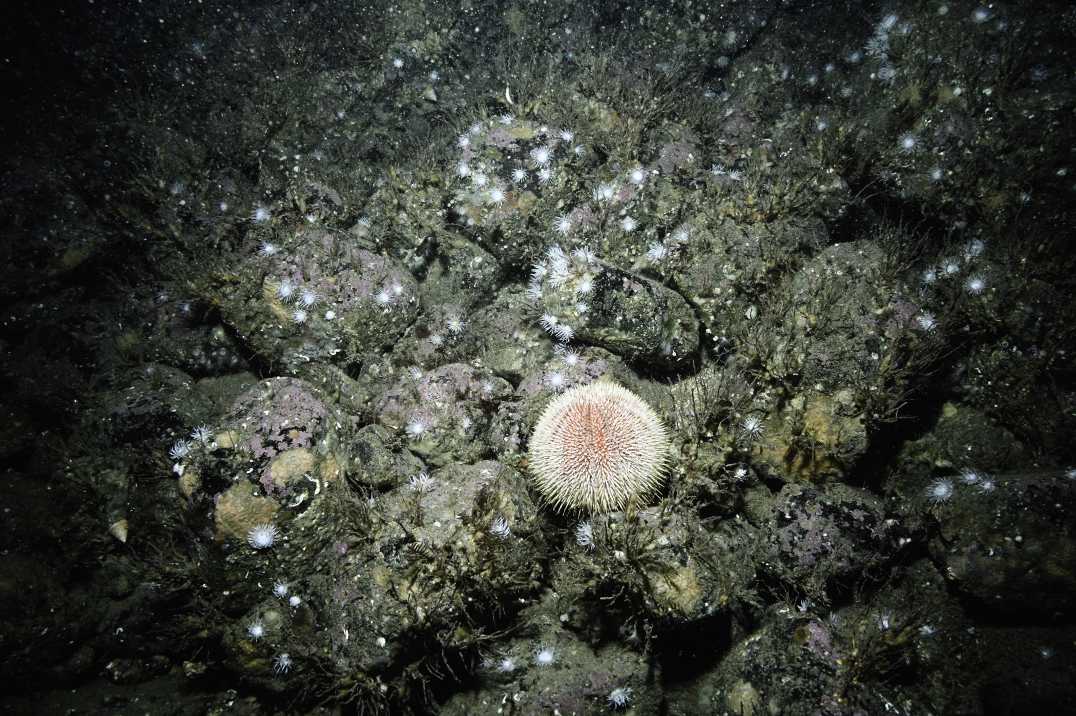 Actinothoe sphyrodeta, Echinus esculentus. Site: S Bull Point, Rathlin Island. 