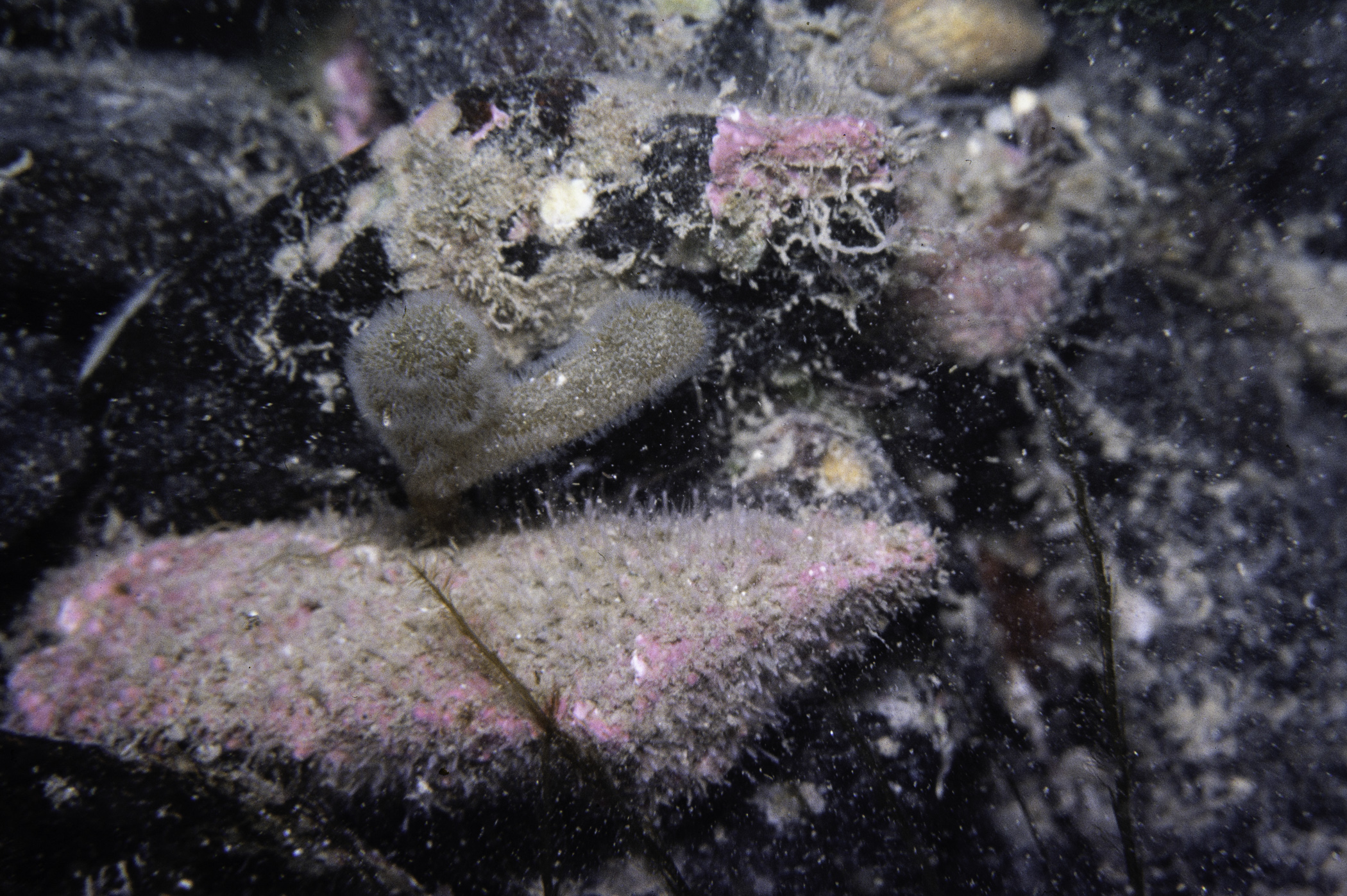 Alcyonidium diaphanum. Site: Kilclief Bay, Narrows, Strangford Lough. 