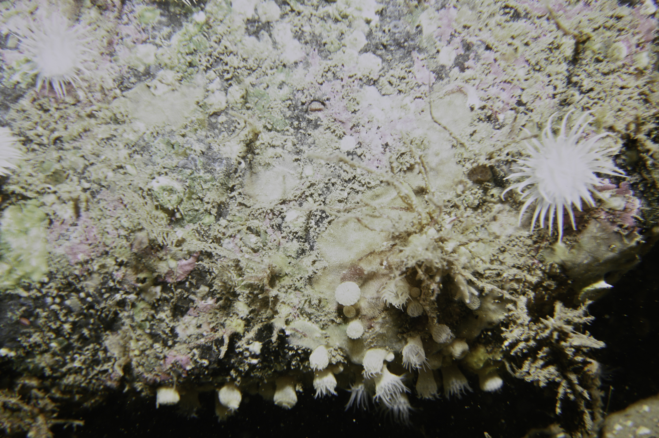 Parazoanthus anguicomus, Actinothoe sphyrodeta. Site: S Bull Point, Rathlin Island. 