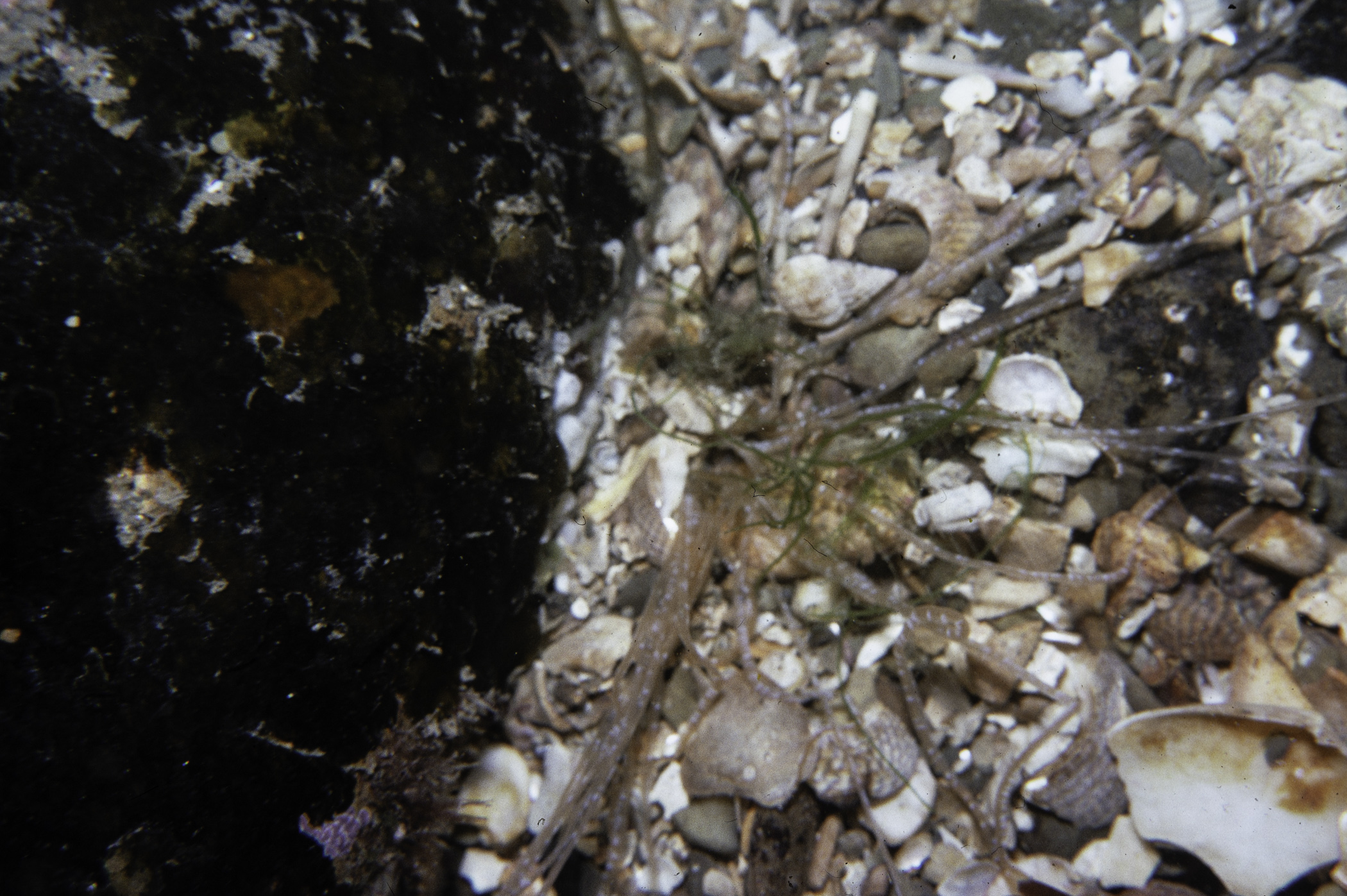 . Site: Kilclief Bay, Narrows, Strangford Lough. 