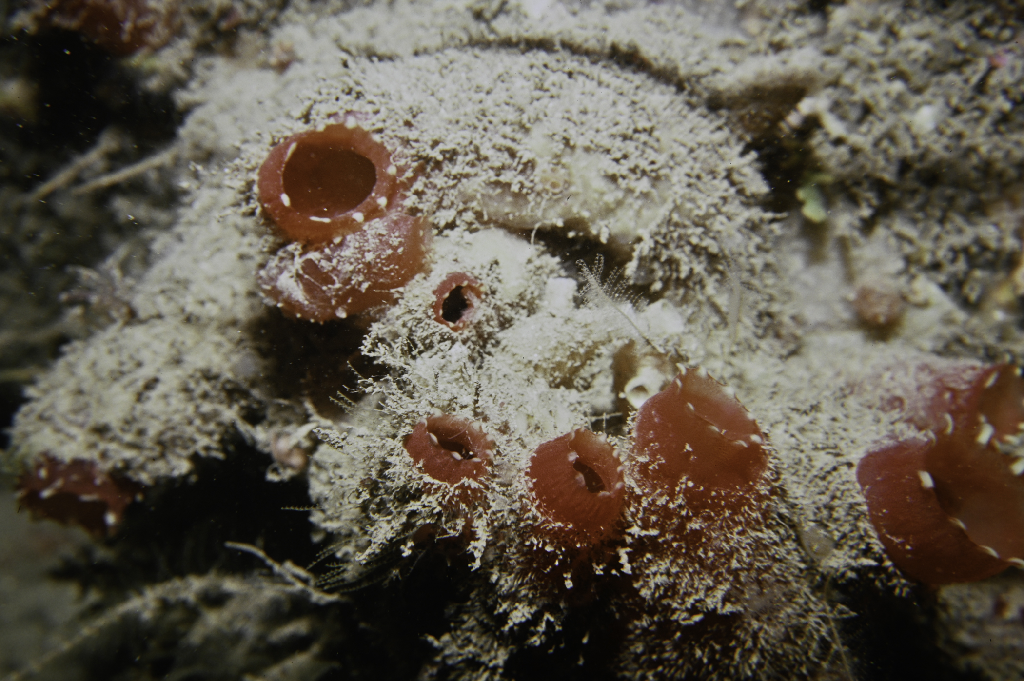 Ascidia mentula. Site: W Church Bay, Rathlin Island. 
