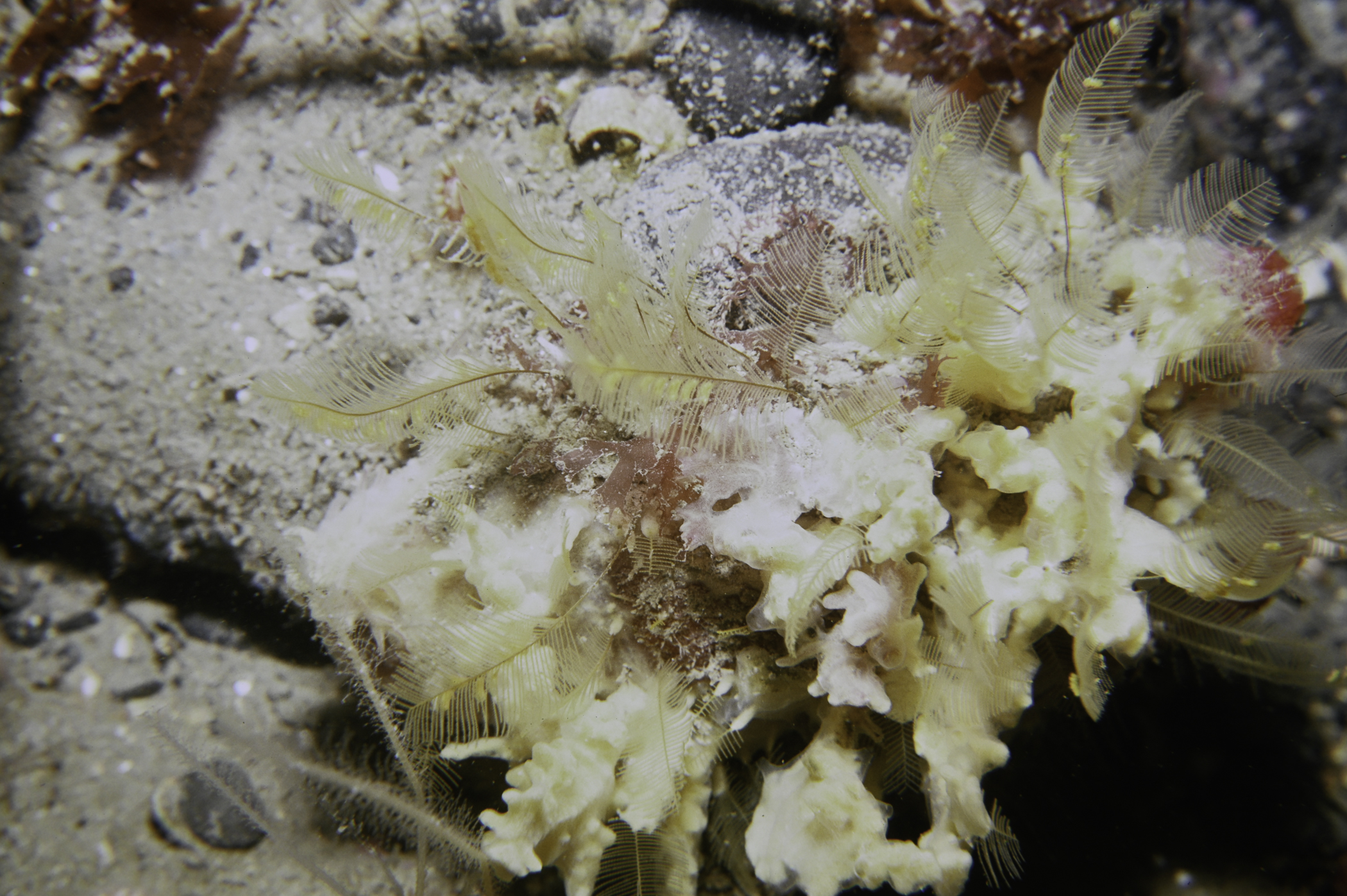 Iophon hyndmani, Aglaophenia tubulifera. Site: W Church Bay, Rathlin Island. 