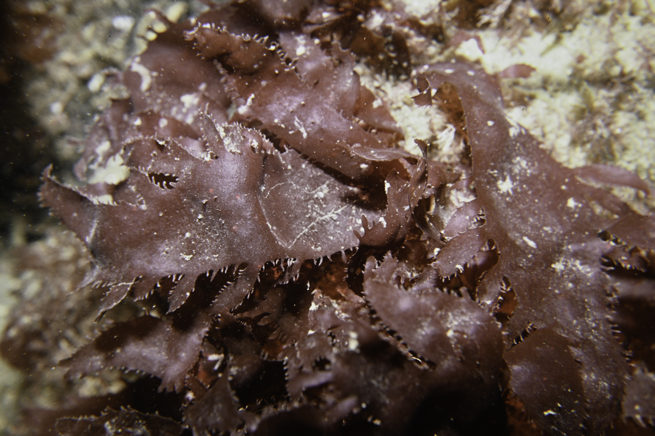 Calliblepharis ciliata. Site: W Church Bay, Rathlin Island. 