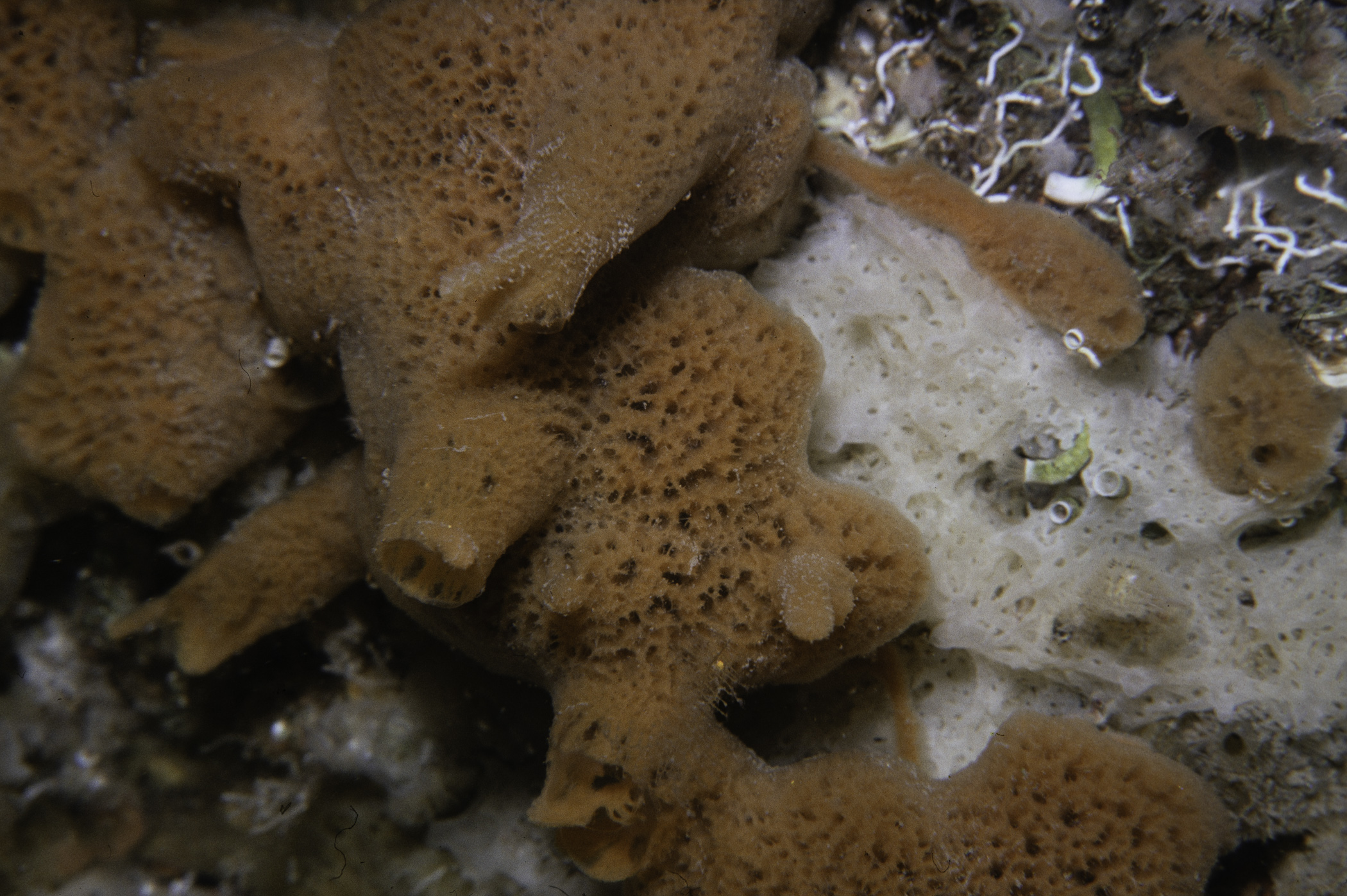 Amphilectus fucorum, Clathrina coriacea. Site: Lee's Wreck, Strangford Lough. 