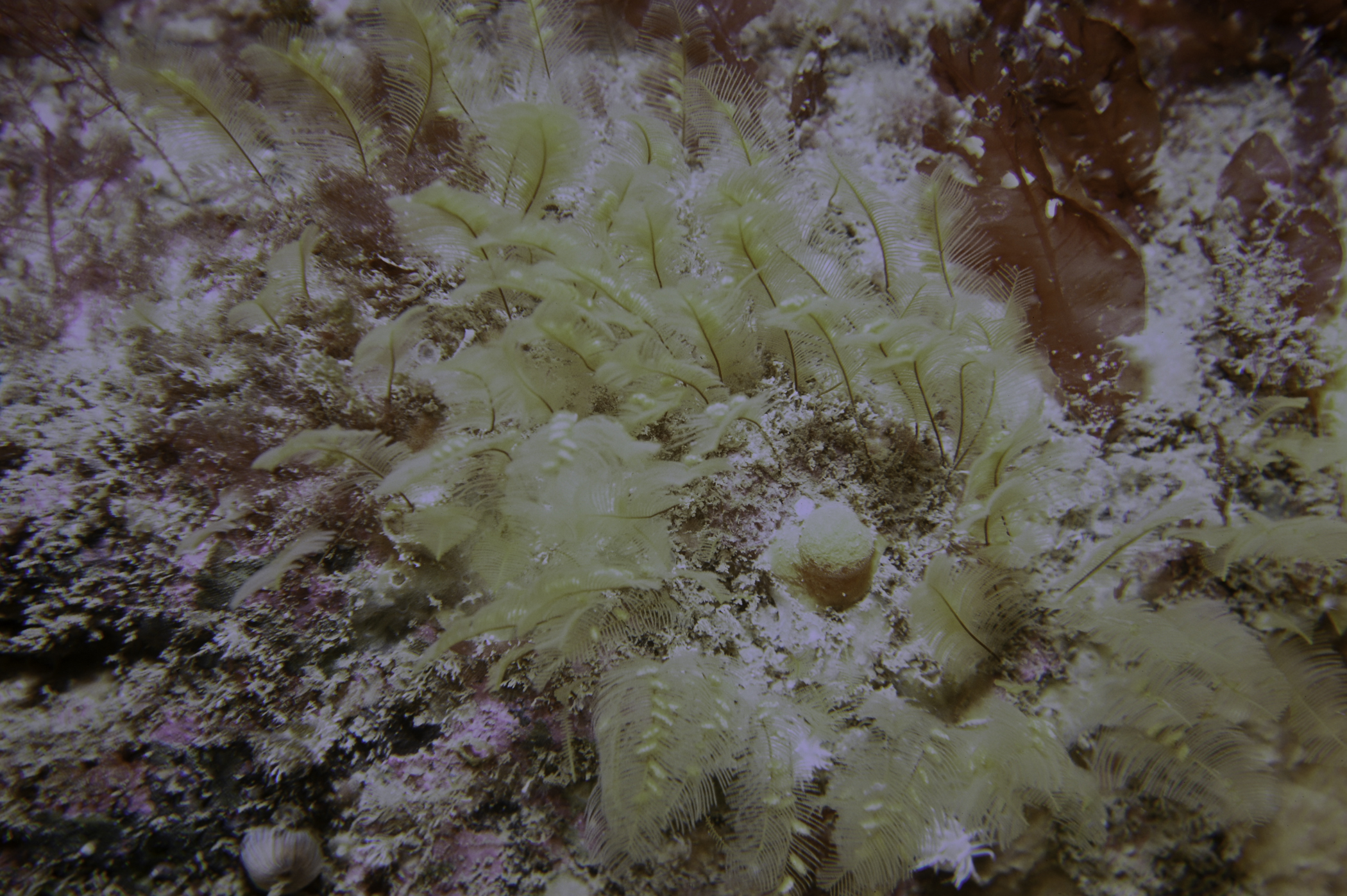 Aglaophenia tubulifera. Site: Clachen Rock, Bull Point, Rathlin Island. 