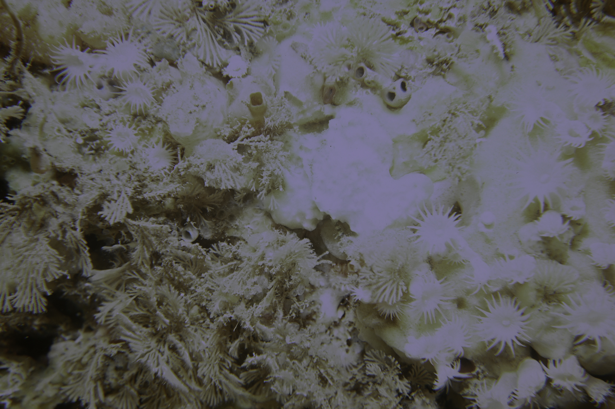 Parazoanthus anguicomus, Caberea ellisii. Site: N of West Lighthouse, Rathlin Island. 