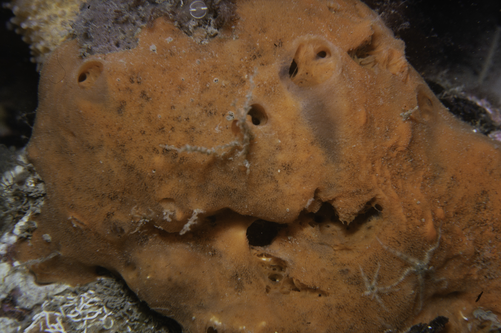 Mycale rotalis. Site: Lee's Wreck, Strangford Lough. 