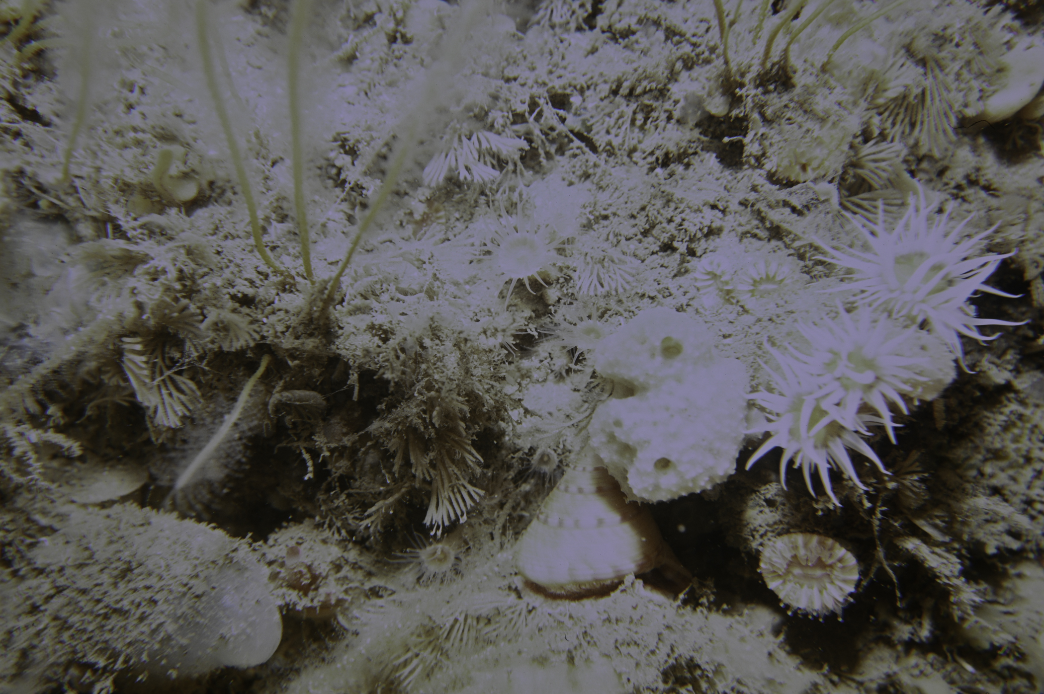Dysidea fragilis, Epizoanthus couchii, Calliostoma zizyphinum. Site: N of West Lighthouse, Rathlin Island. 