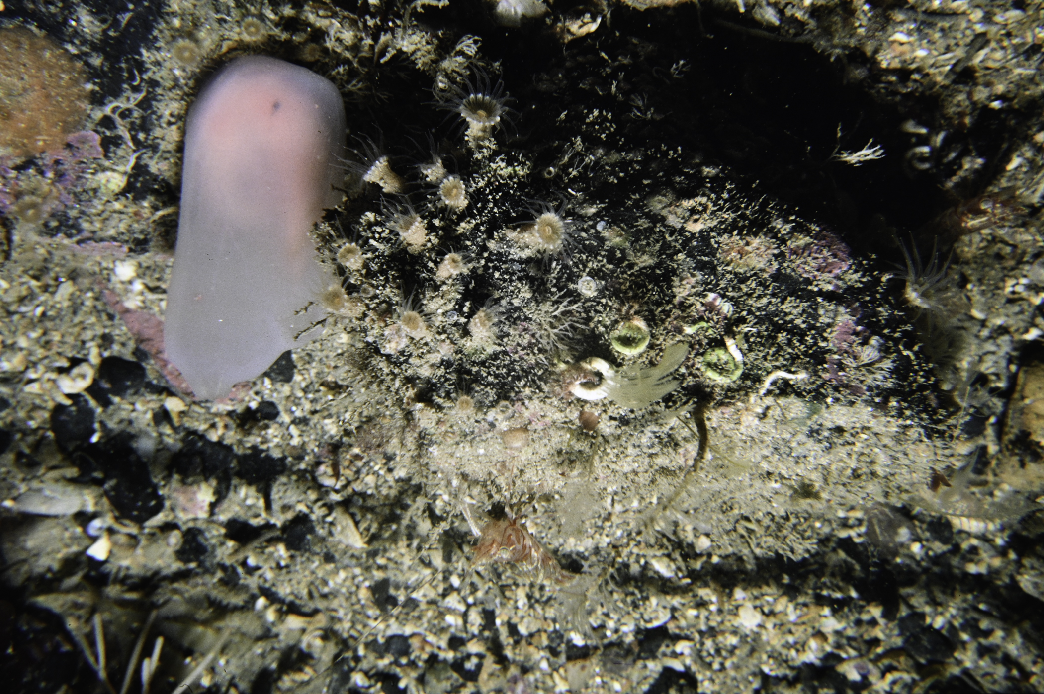 Epizoanthus couchii, Ascidia virginea. Site: SE Doon Point, Rathlin Island. 