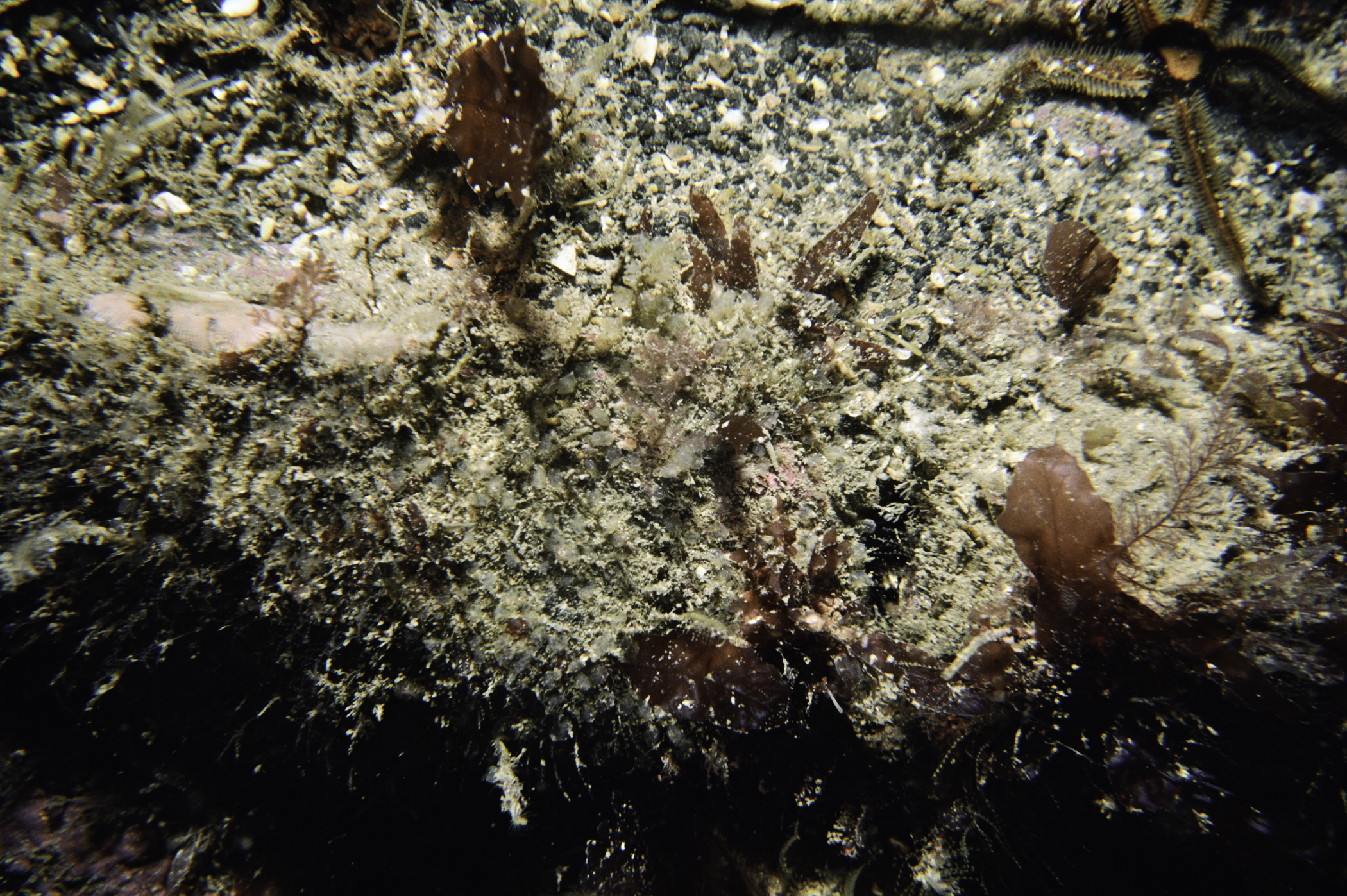 Ophiocomina nigra. Site: Ushet Point, Rathlin Island. 
