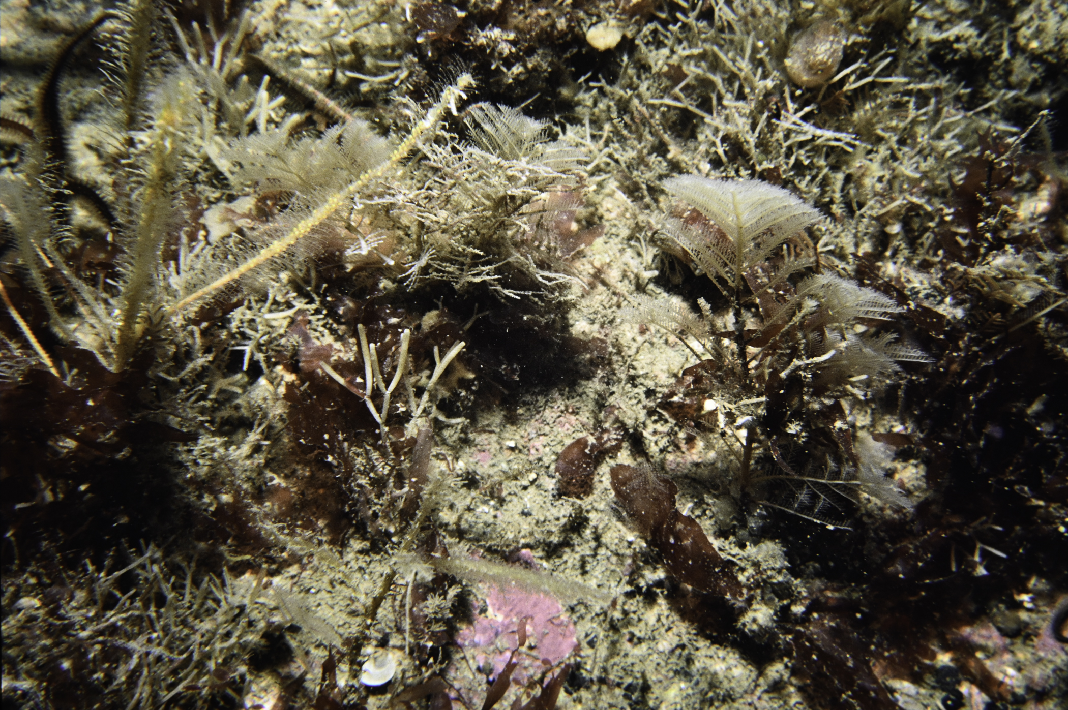 Polyplumaria flabellata. Site: Ushet Point, Rathlin Island. 