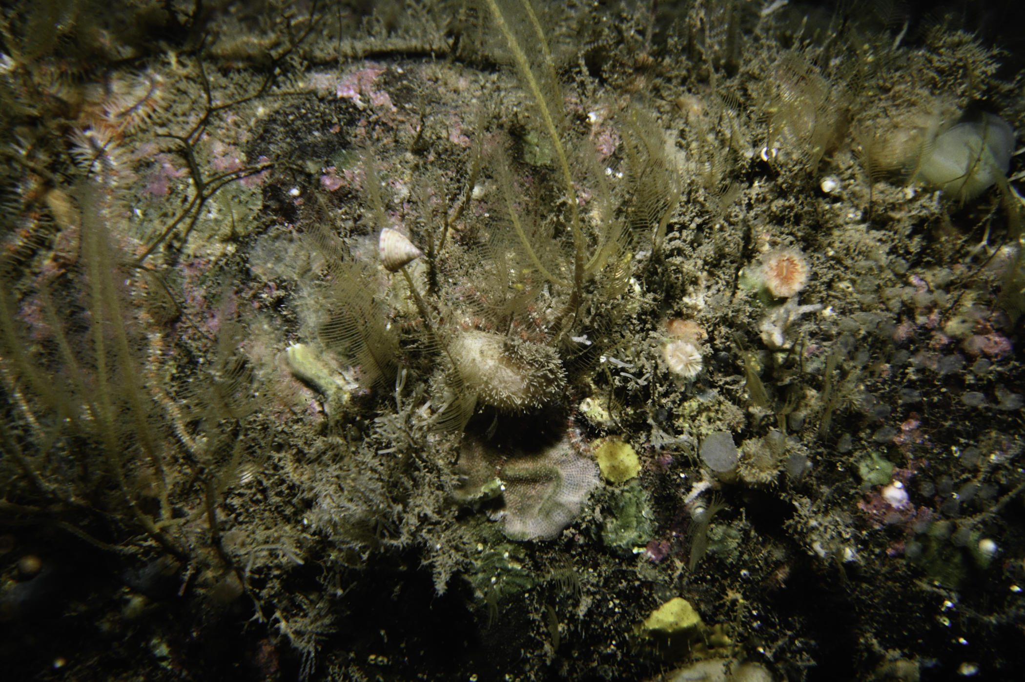 Aglaophenia tubulifera, Nemertesia ramosa. Site: Ushet Point, Rathlin Island. 