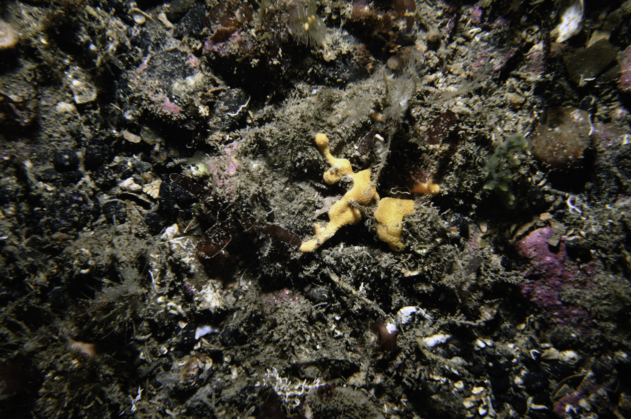 Didemnidae sp.. Site: Ushet Point, Rathlin Island. 